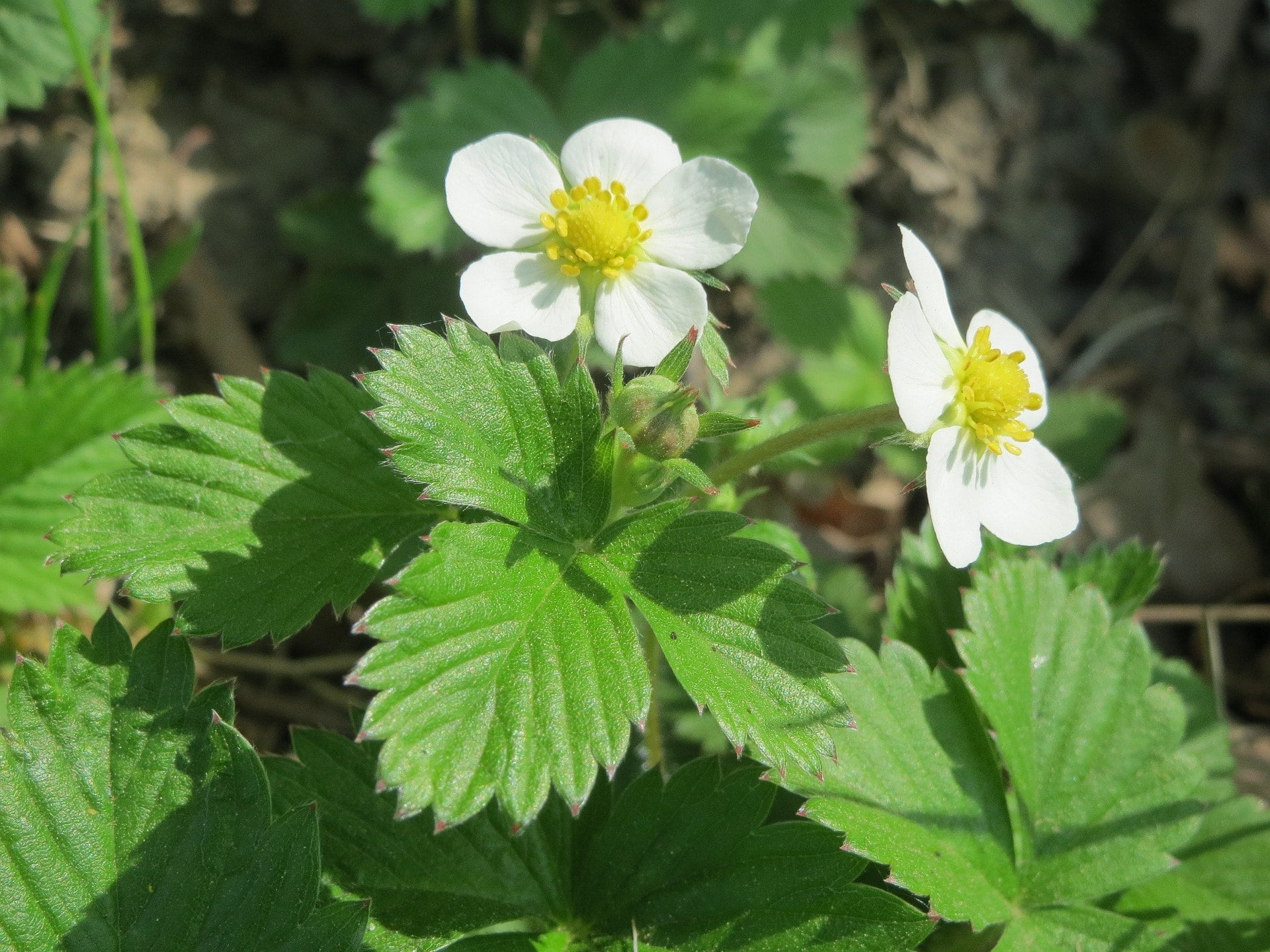 Rare White & Red WILD Strawberry Plant Seeds Blend, Fragaria