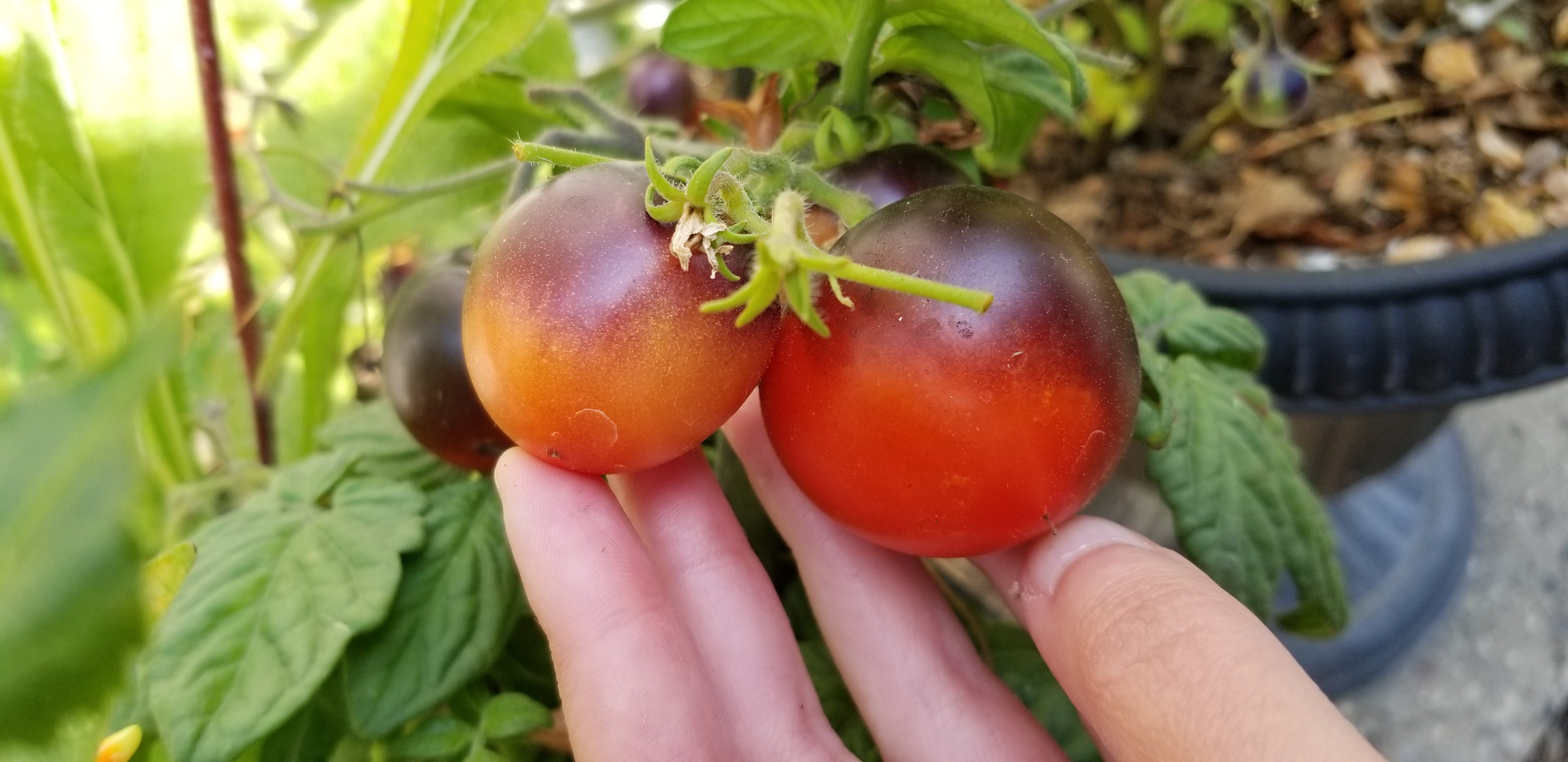 15 Blue Room Micro Dwarf Tomato Seeds – Ideal For Aerogarden, 2025 Harvest, Non-GMO