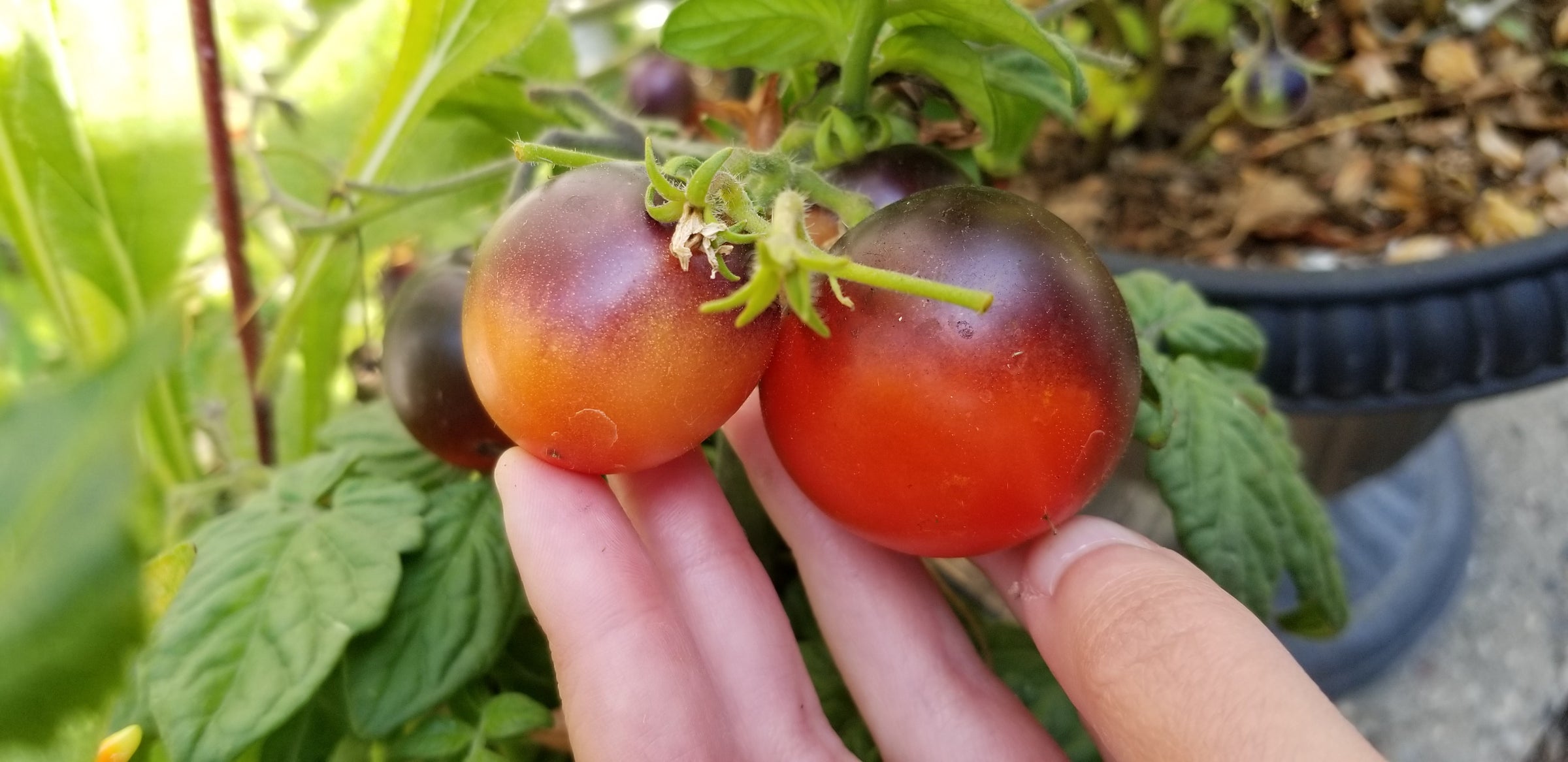Blau Zimmertomate Micro Dwarf Tomato Seeds Canada, Determinate