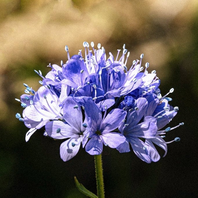 sabbatical⭐︎GILIA Sabbatical｜GILIA