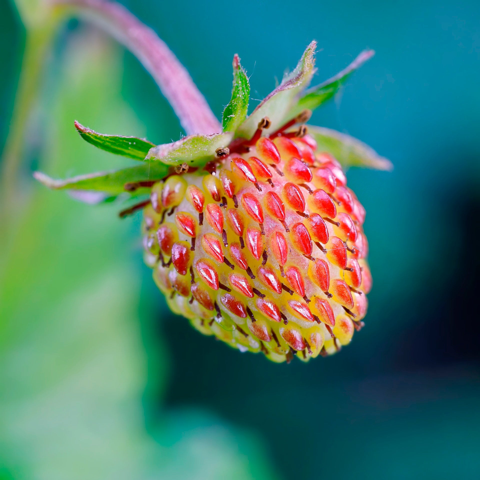 Rare White & Red WILD Strawberry Plant Seeds Blend, Fragaria