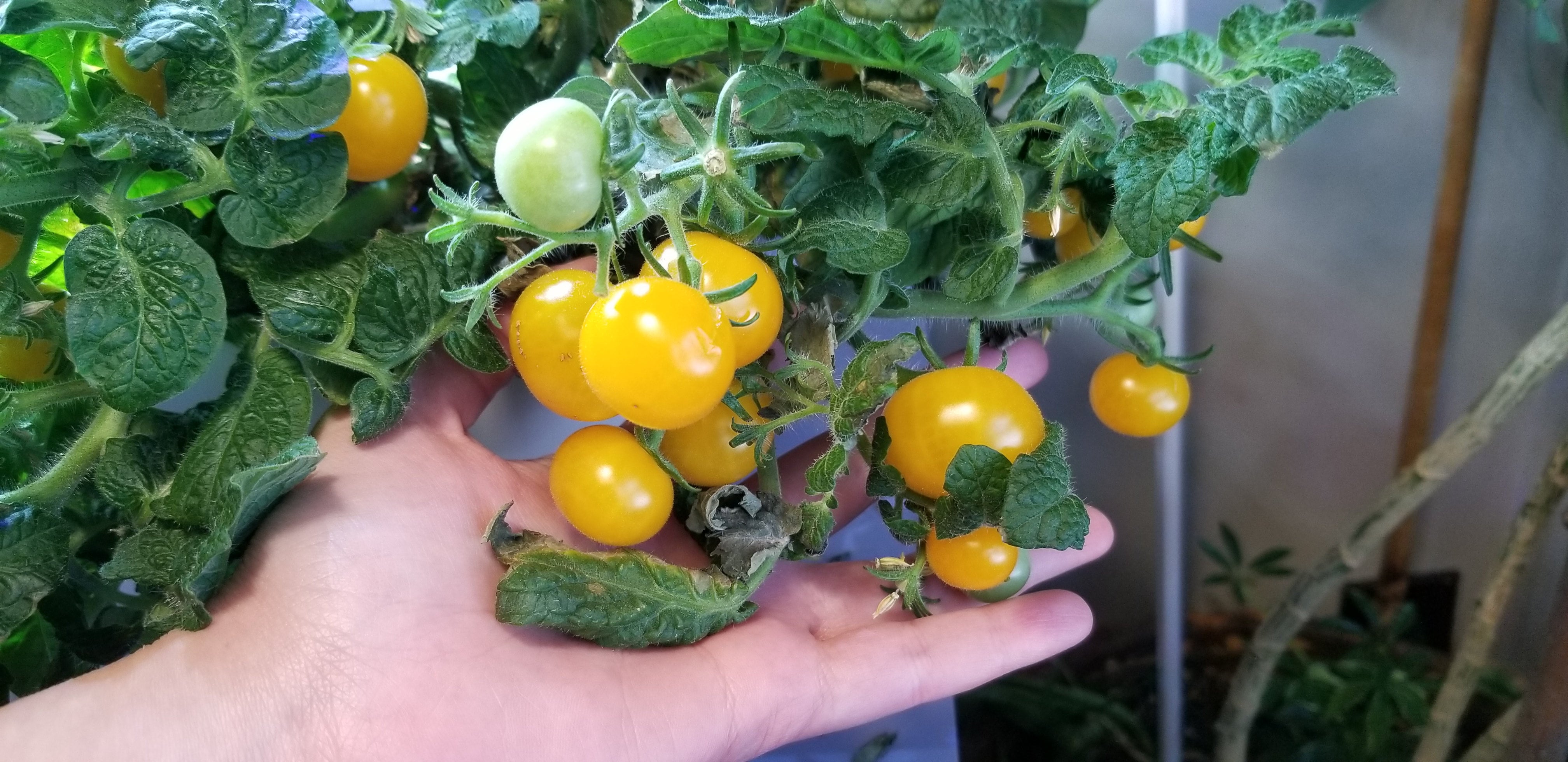 mini tomato様 Amazon.co.jp: Seishin Pottery GD-100205 Winter/Spring Home Garden