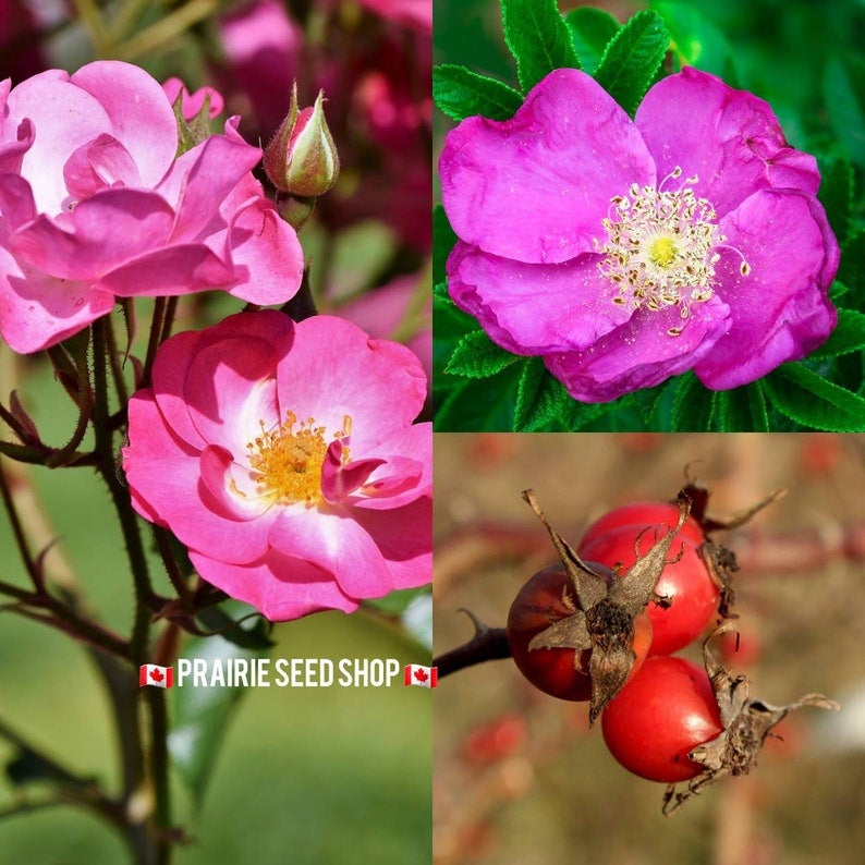 Prairie Rose Seeds Canada, Wild Rose Bush Seeds, Pink Rose Seeds