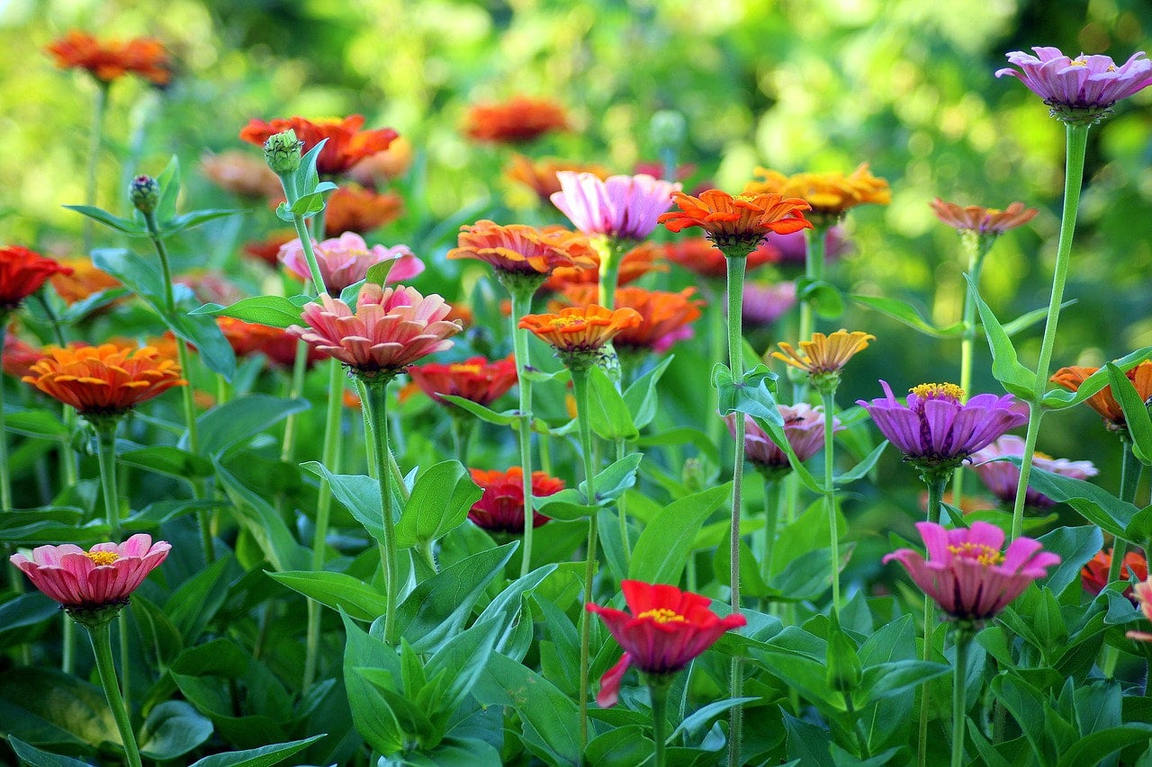 ジョアン アイザック(Joanne Izaac)「Zinnias」 ジョアン アイザック(Joanne Izaac)「Zinnias」