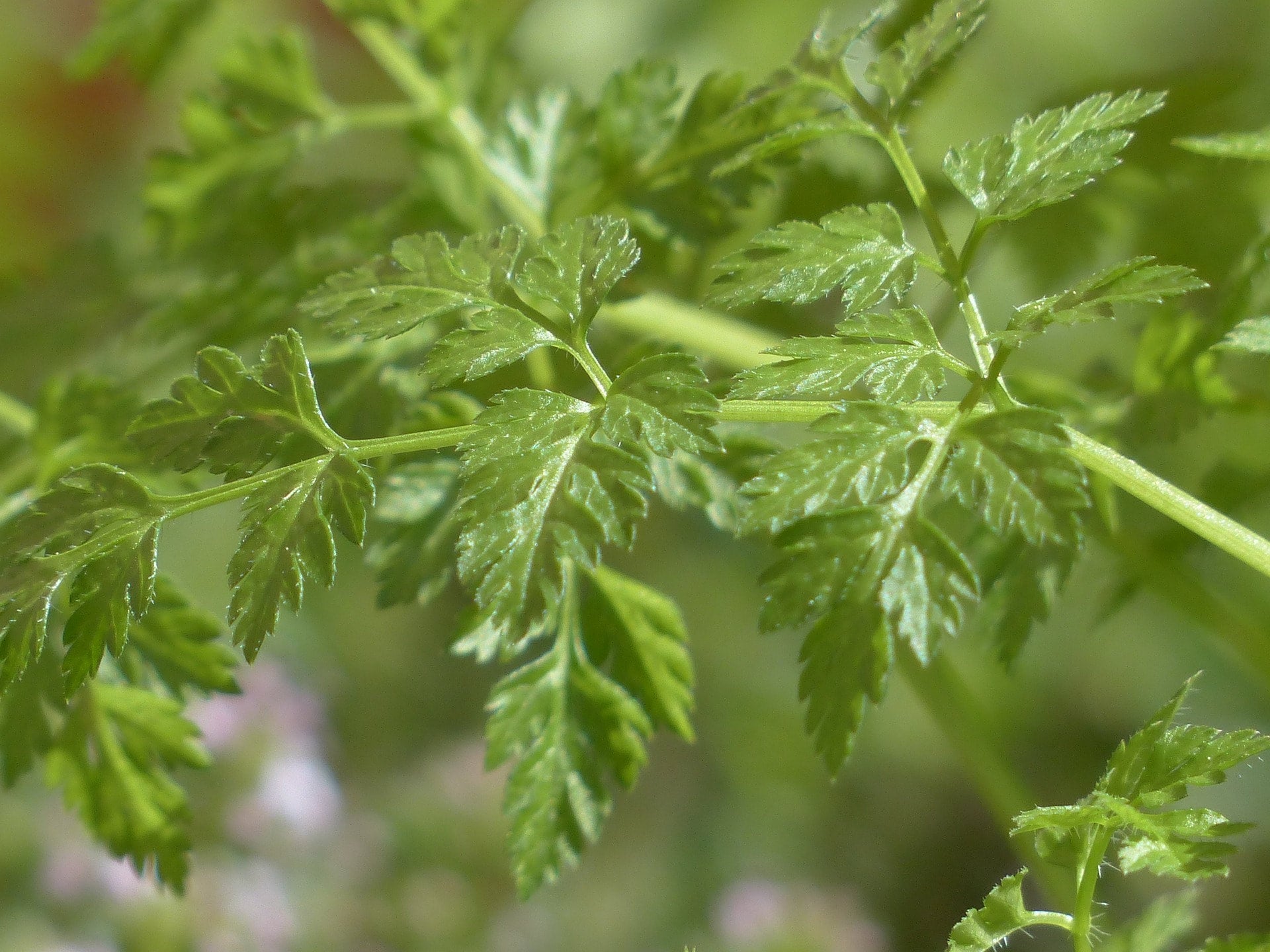 Chervil Seeds Canada, White Flowering French Parsley Herb, Fern