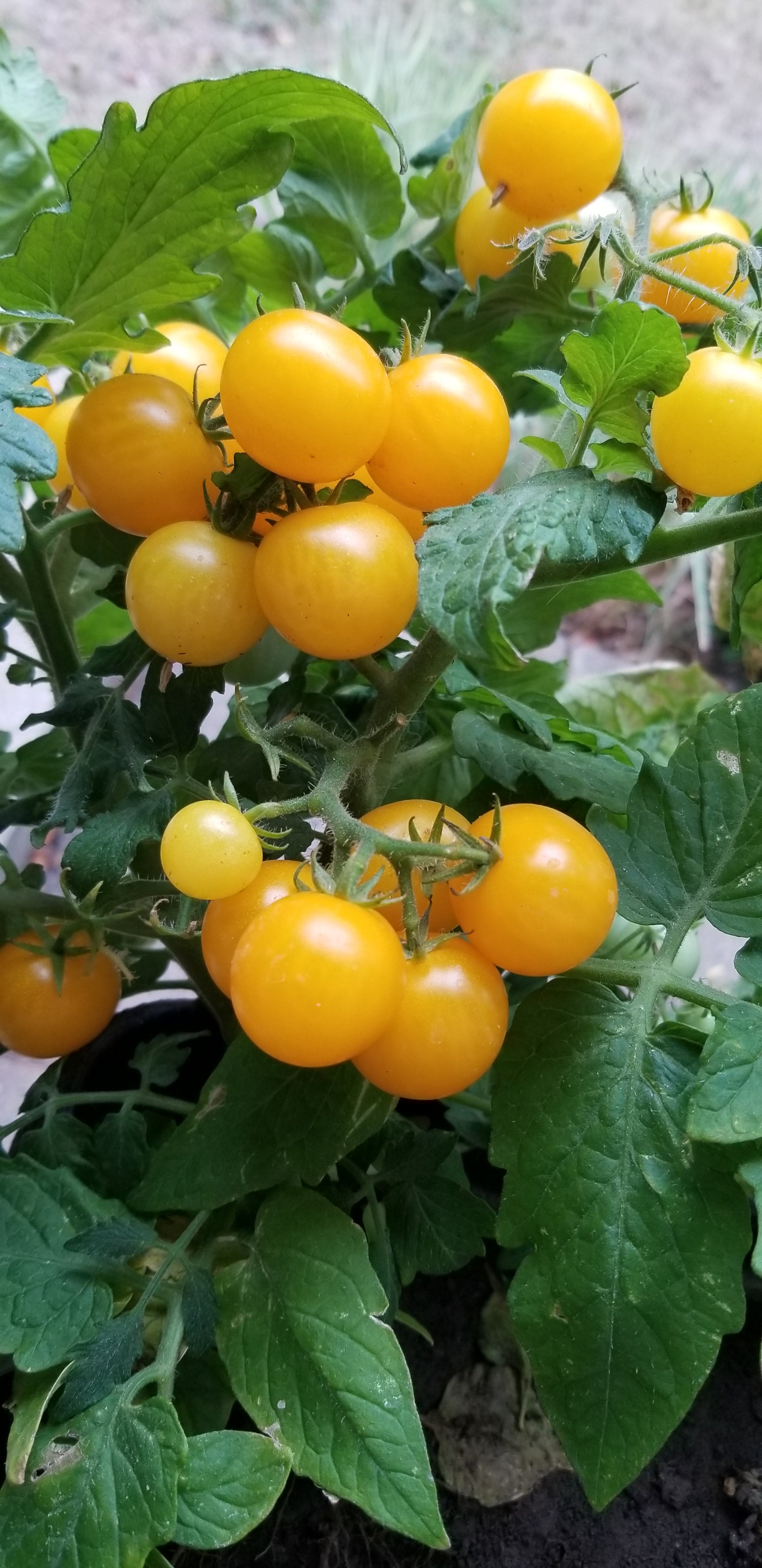 Yellow Aztek Micro Dwarf Cherry Tomato Seeds Canada, Indoor
