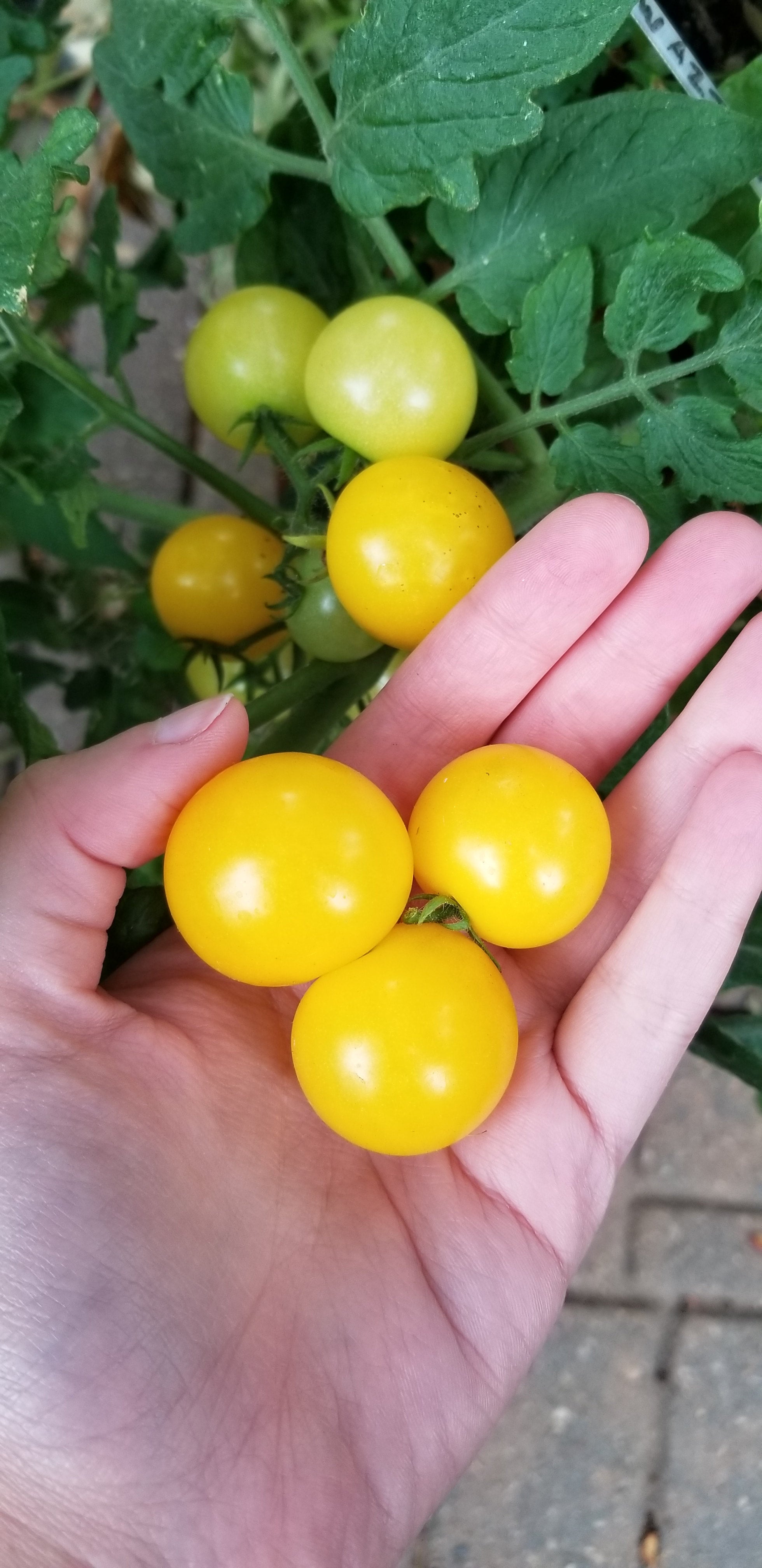 Yellow Aztek Micro Dwarf Cherry Tomato Seeds Canada, Indoor