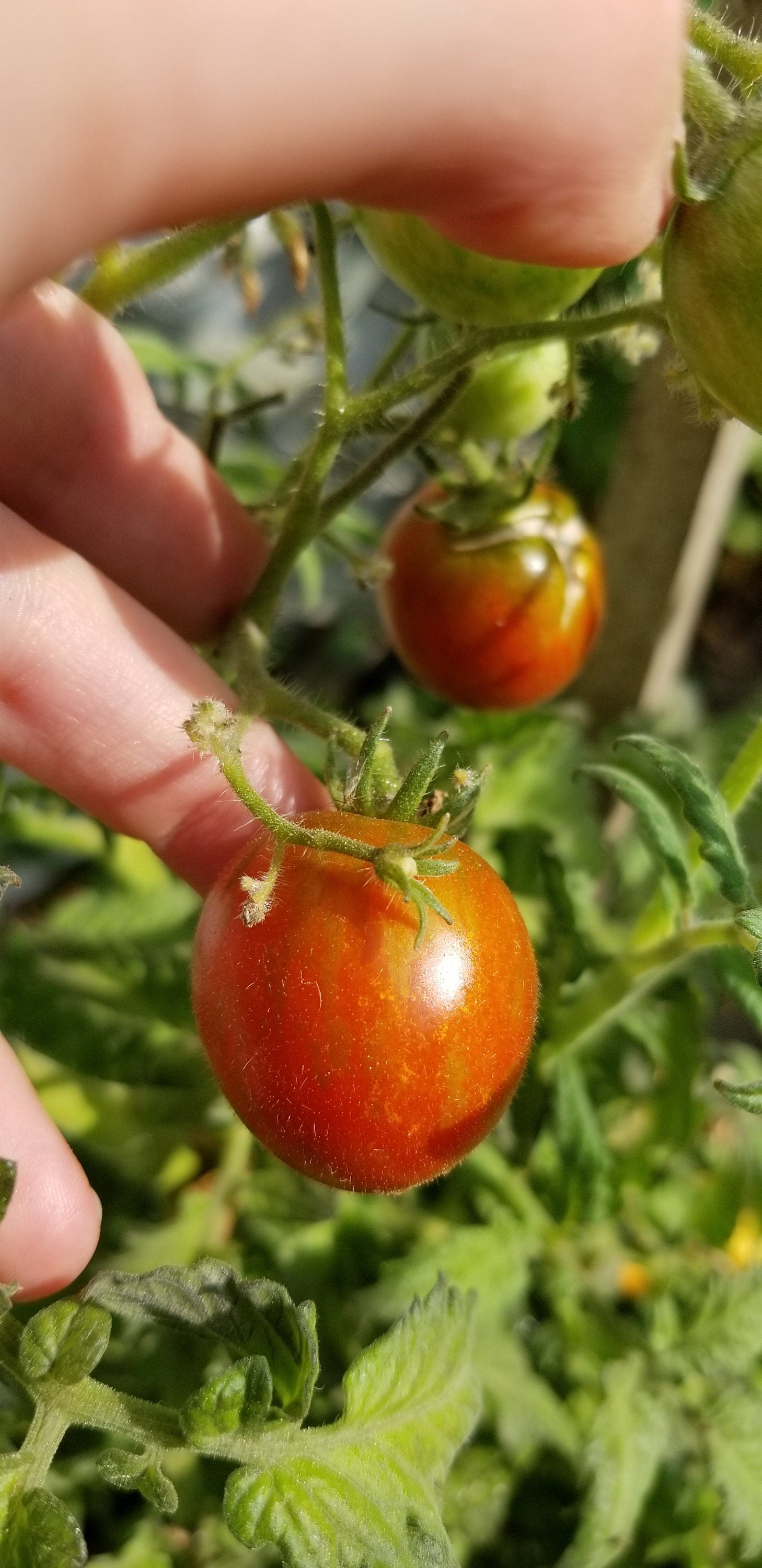 Dark Stripe Micro Dwarf Tomato Seeds Canada, Indeterminate Variety