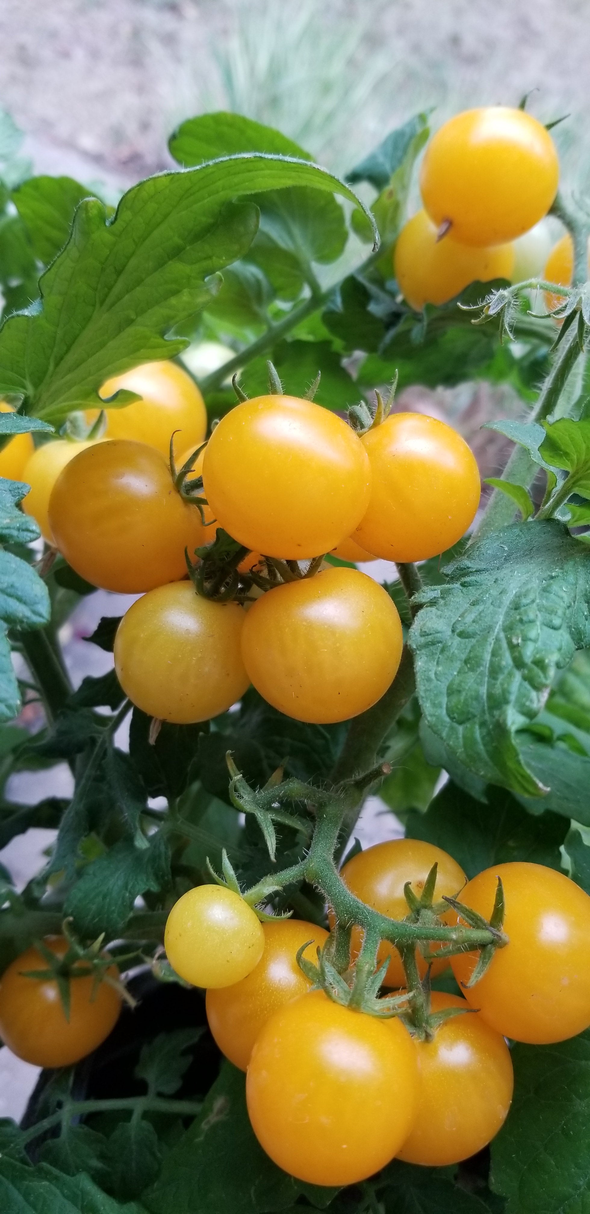 Yellow Aztek Micro Dwarf Cherry Tomato Seeds Canada, Indoor