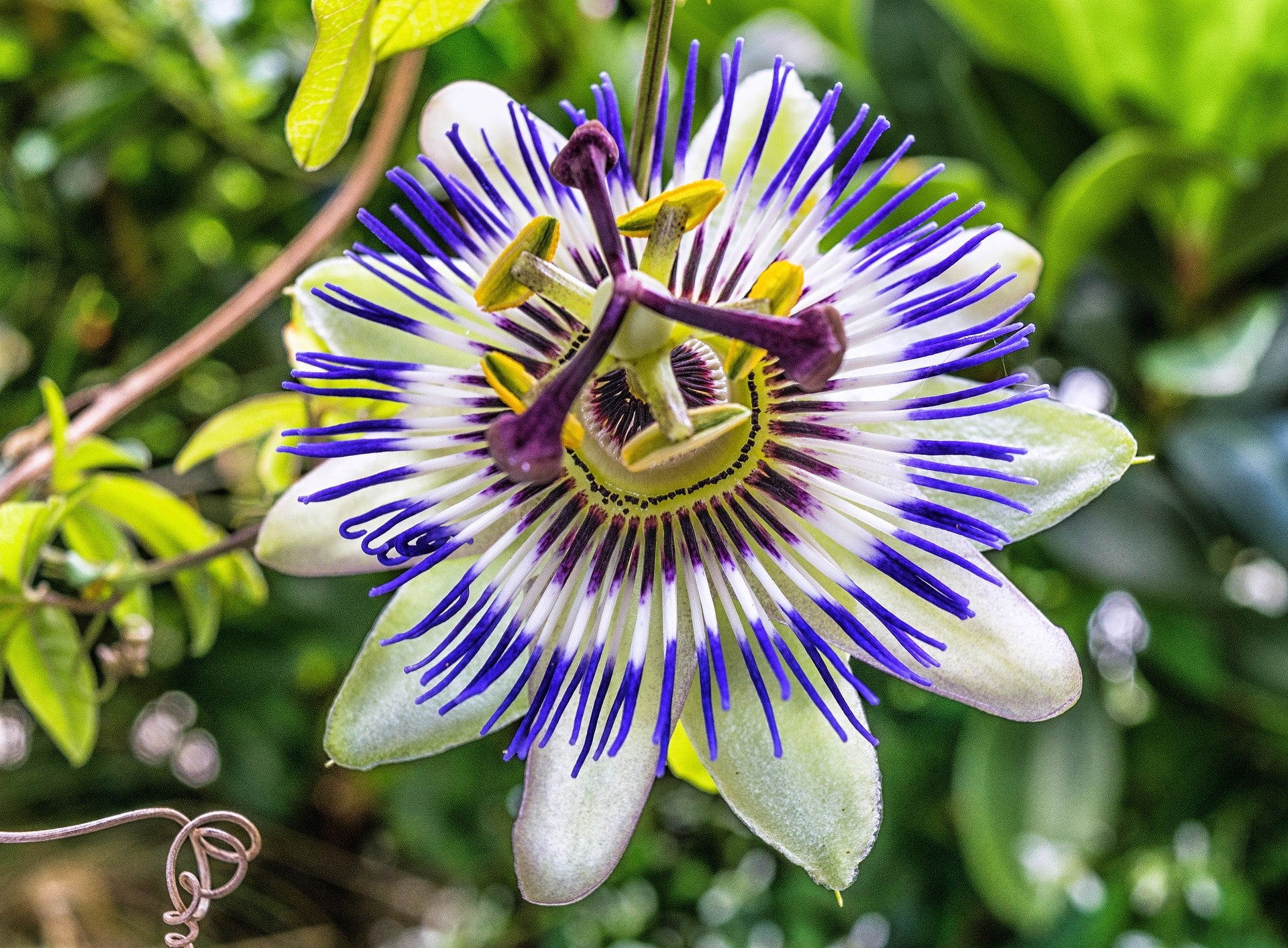 Passion Flower Vine Seeds Canada, Blue Passionflower Passiflora Spp.,  Ornamental Climbing Vines, Container Gardening, Annual Passiflore