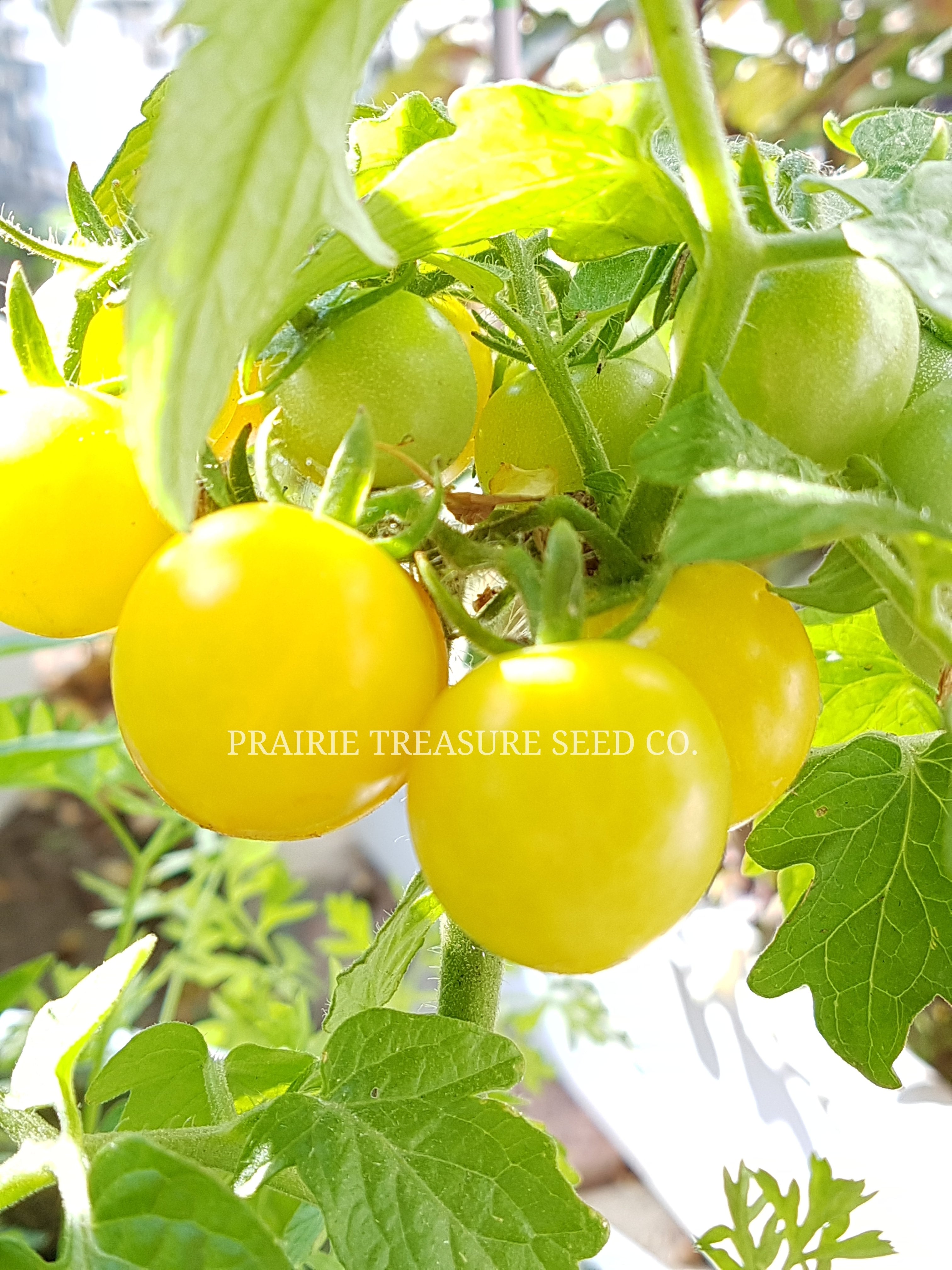 Ola Polka Tomato Seeds Canada, Trailing Dwarf Variety, Container