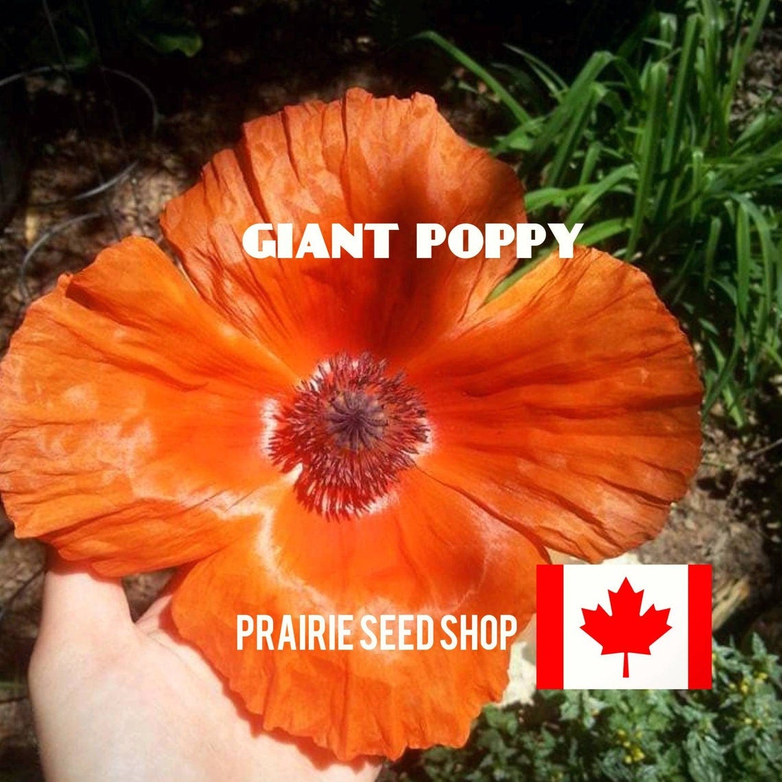 GIANT Red Poppy Perennial Flower Seeds | Prairie Seed Shop Canada