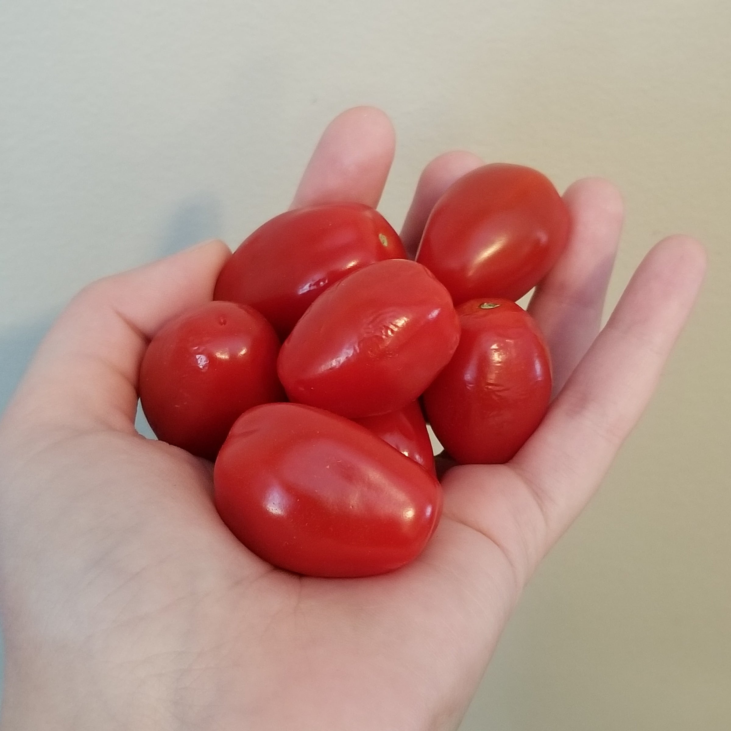 Red Grape Tomato Seeds Canada, Container Gardening, Sweet