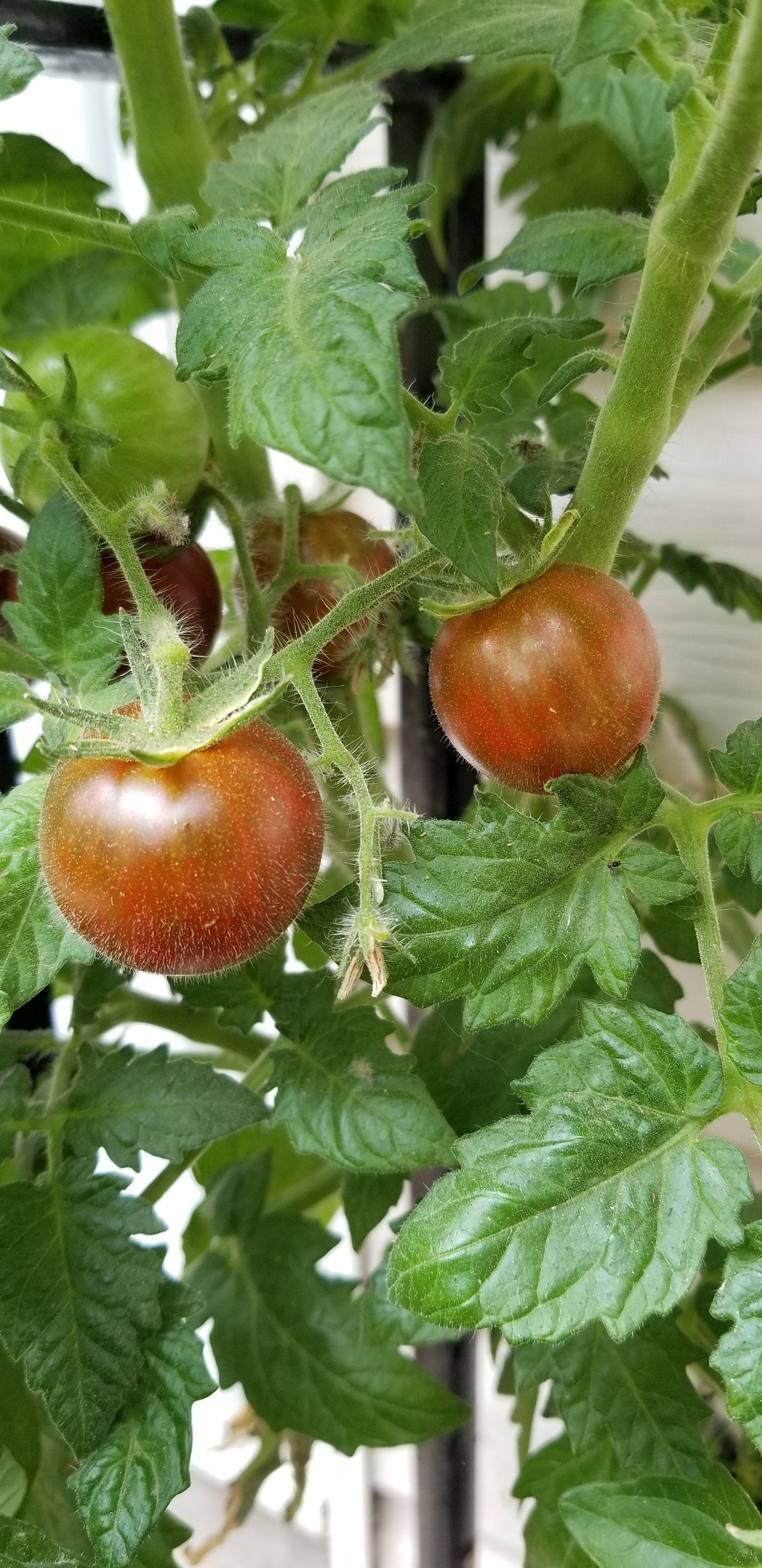 Dark Stripe Micro Dwarf Tomato Seeds Canada, Indeterminate Variety
