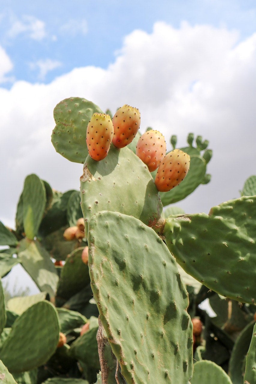 Prickly Pear Cactus Seeds Canada, Optunia Ficus-Indica, Large Flowering  Cactus, Paddle Cactus, Drought Tolerant Succulent, Indoor Cactus Houseplant  Seeds | Prairie Seed Shop Canada