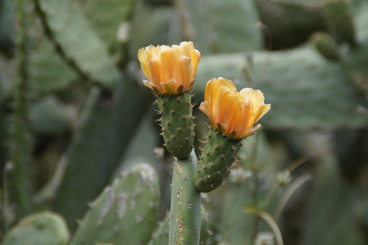 Prickly Pear Cactus Seeds Canada, Optunia Ficus-Indica, Large Flowering  Cactus, Paddle Cactus, Drought Tolerant Succulent, Indoor Cactus Houseplant  Seeds | Prairie Seed Shop Canada