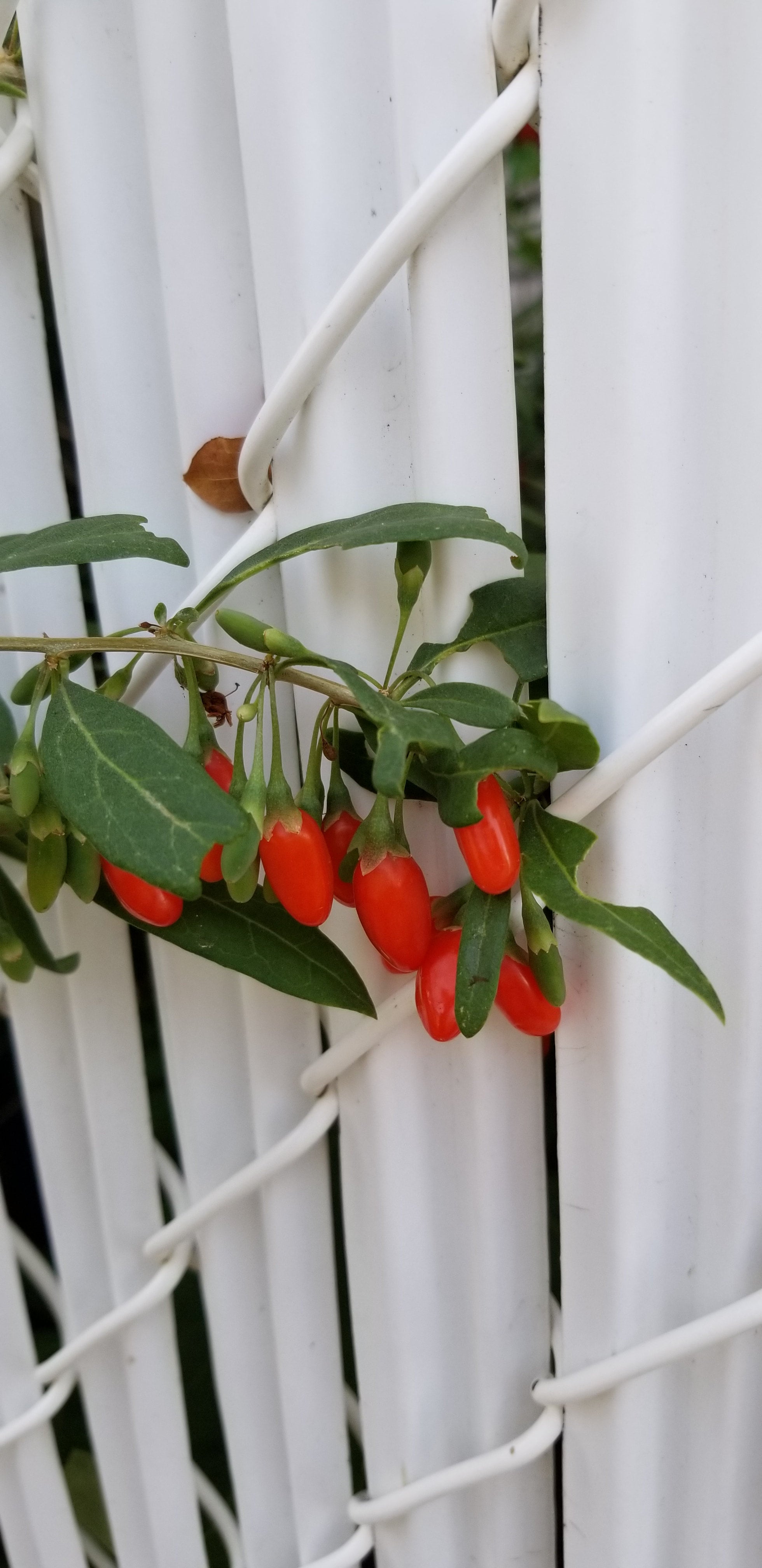 Goji Berry Seeds Canada, Lycium Barbarum, Hardy Purple Flowering