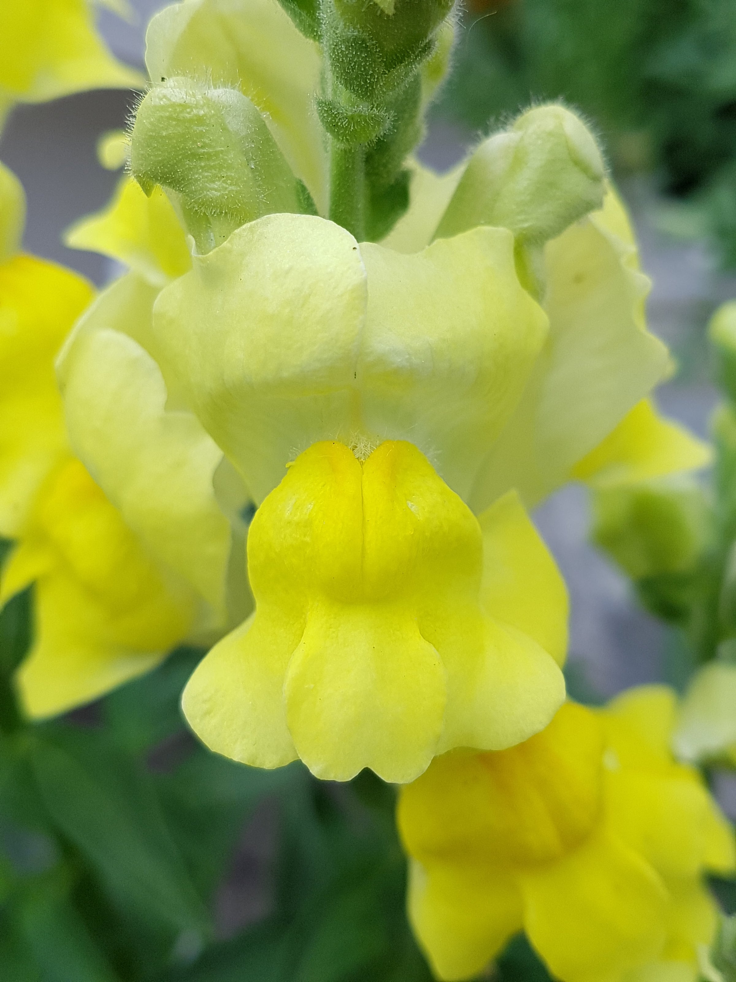 Mixed Color Snapdragon Flower Seeds Canada, Annual, Perennial Zone