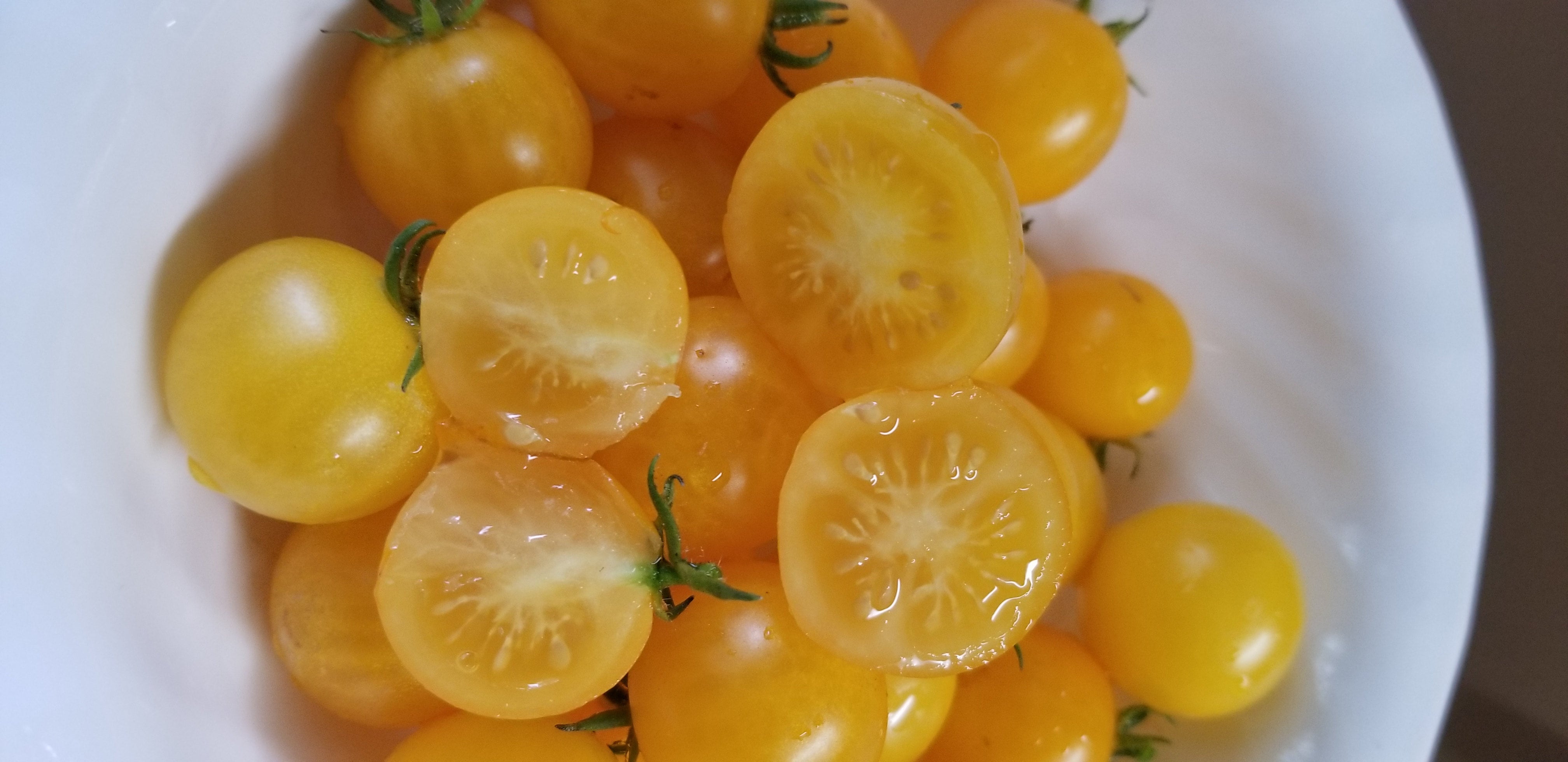 Gelbe Hahms spore511 ’totoro’ dwarf moon 断熱材！！Yellow Micro Tomato Tiny Yellow Rare Seeds, Tomato Dwarf ビカクシダ
