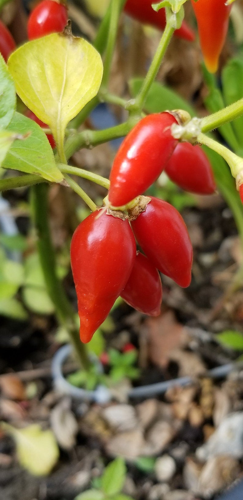 Sweet & Mild Biquinho Pepper Seeds Canada, Little Beak Pepper