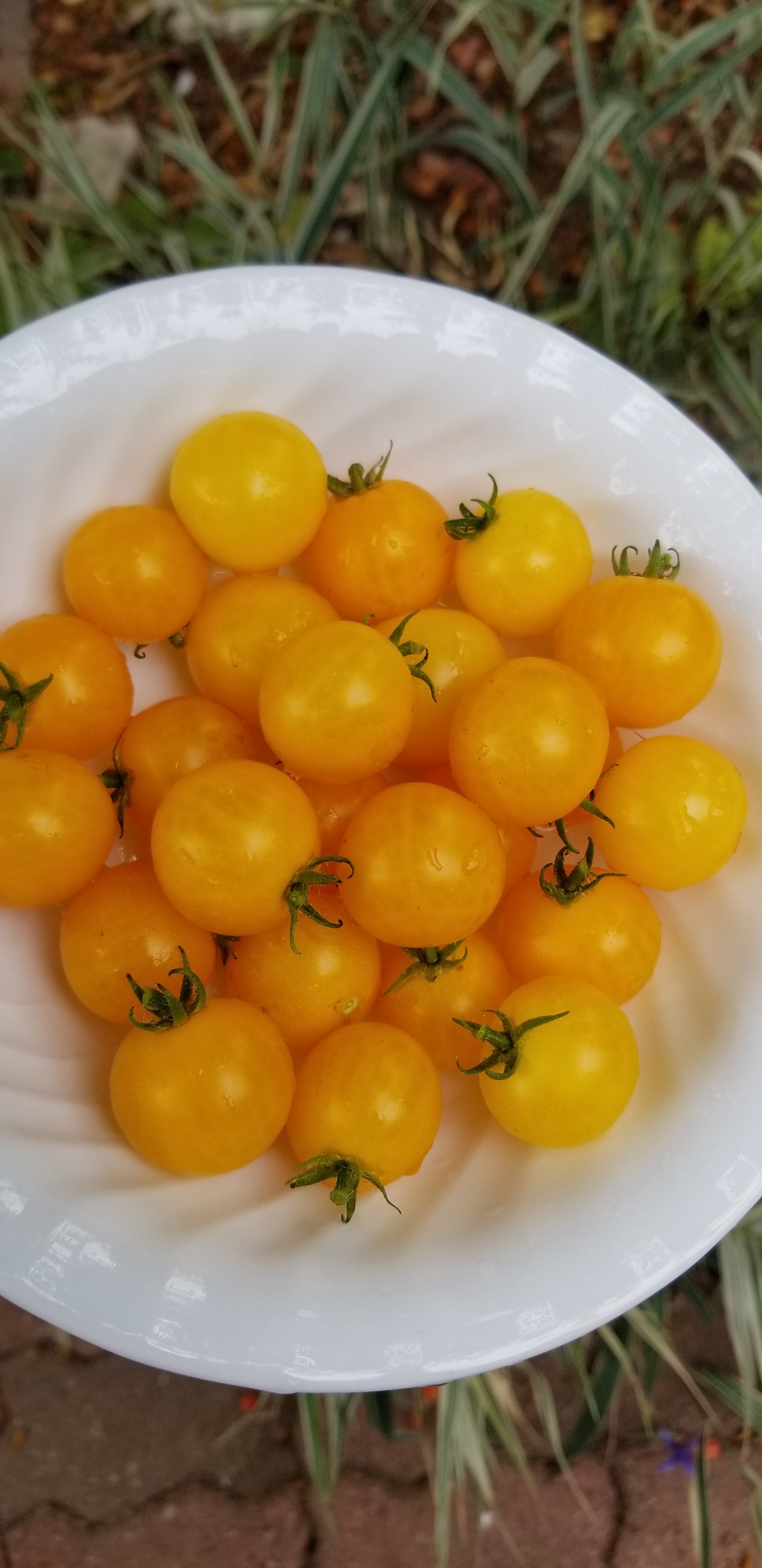Yellow Aztek Micro Dwarf Cherry Tomato Seeds Canada, Indoor