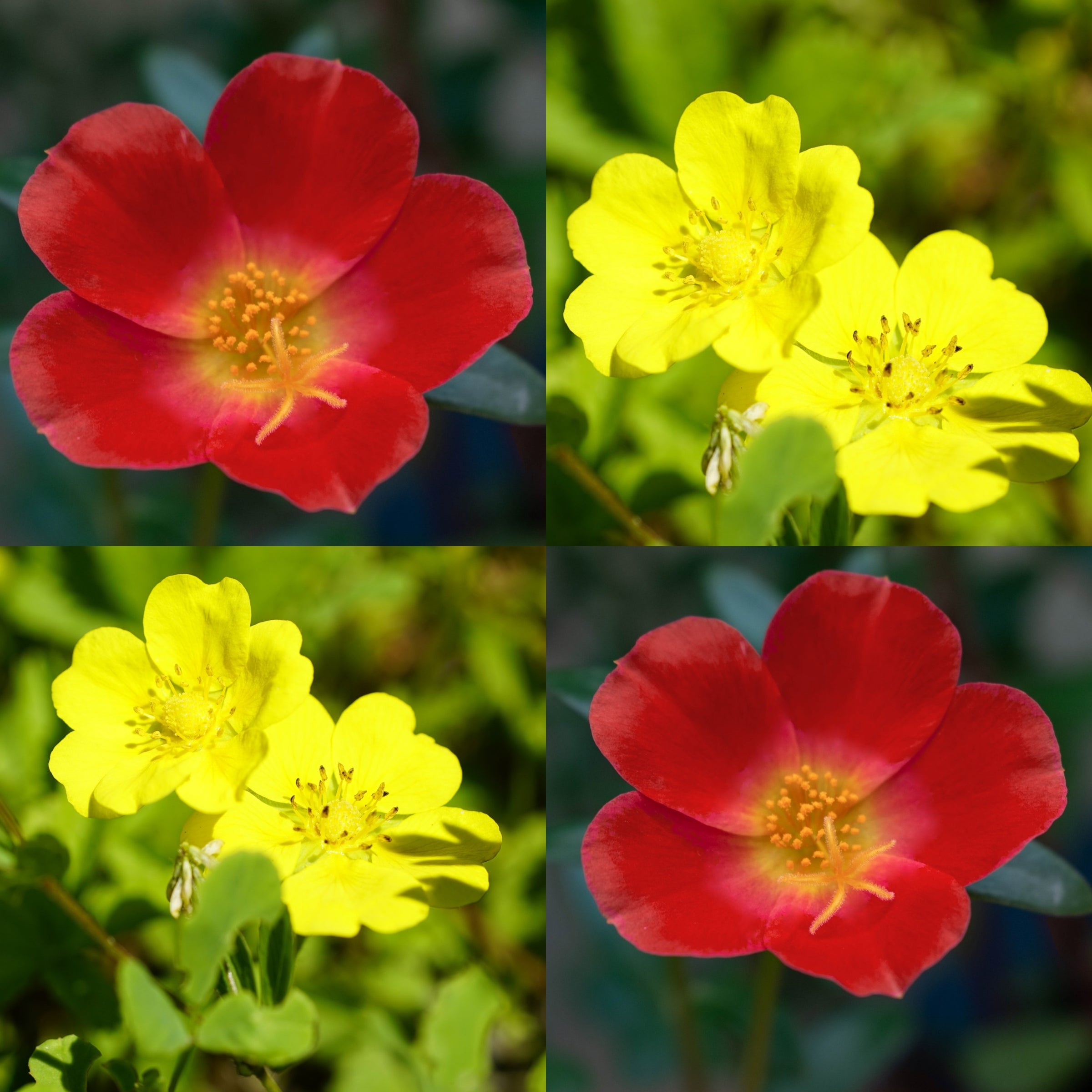 Dwarf Nasturtium Flower Seeds Canada, Mini Micro Tiny Plants