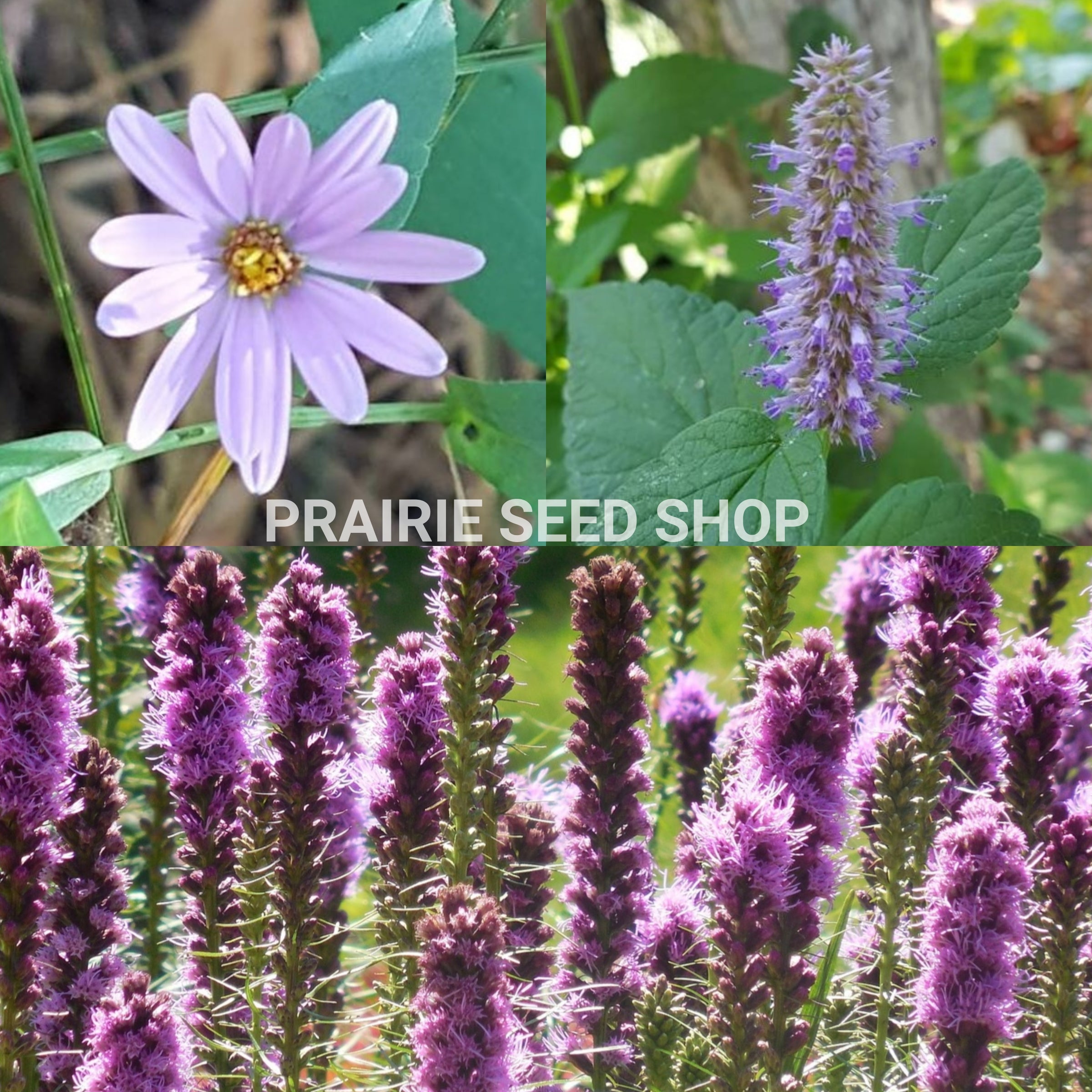 PURPLE Canadian Wildflower Seed Mix, Native Indigenous