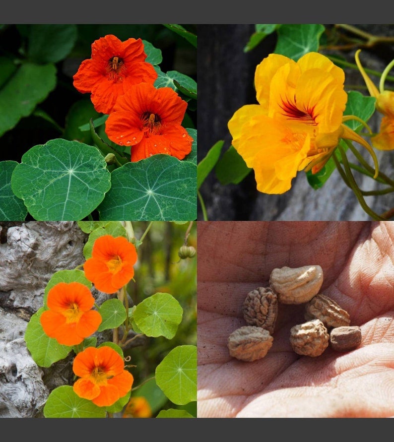 Dwarf Nasturtium Flower Seeds Canada, Mini Micro Tiny Plants