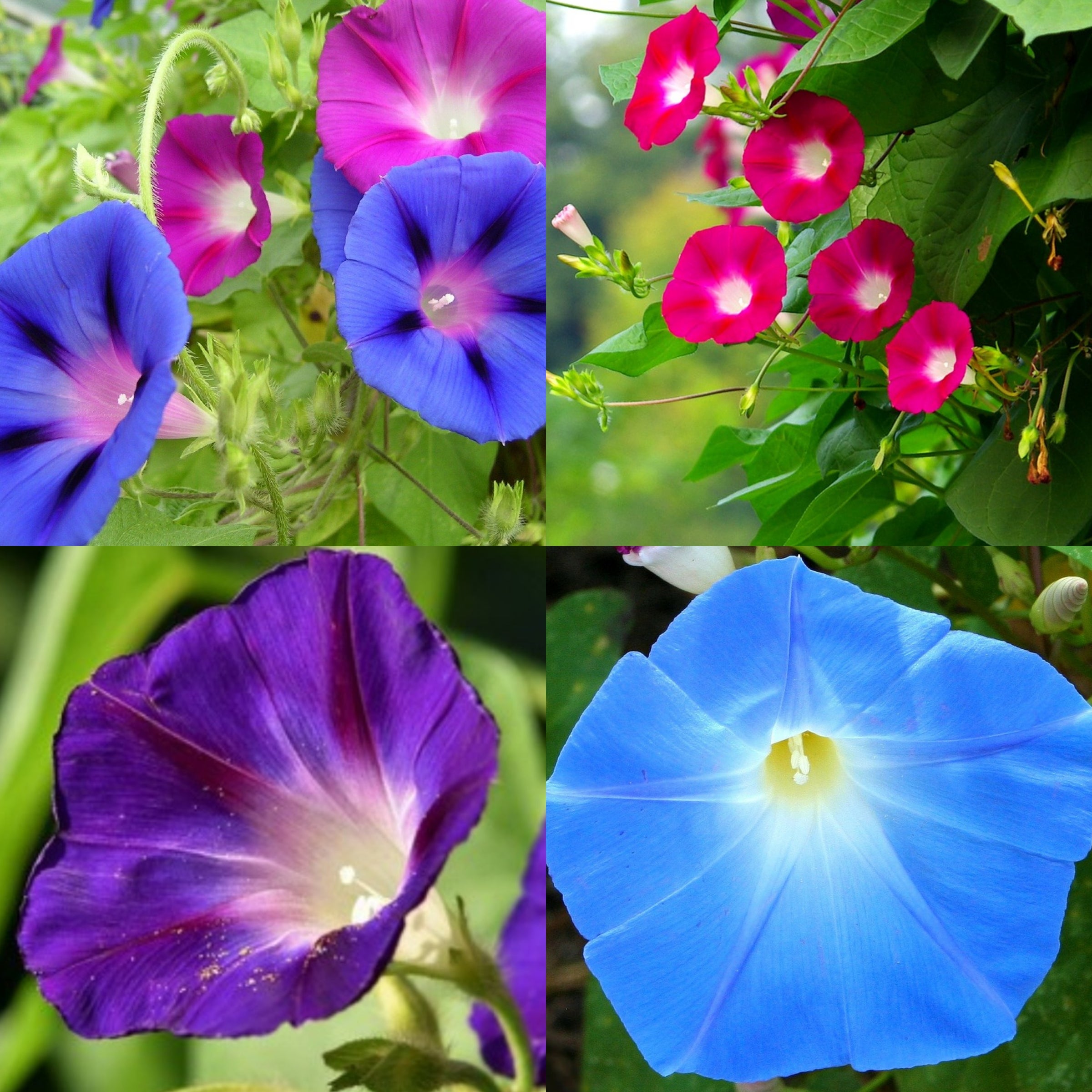 20+ Mixed Color Morning Glory, Flowering Climbing Vine