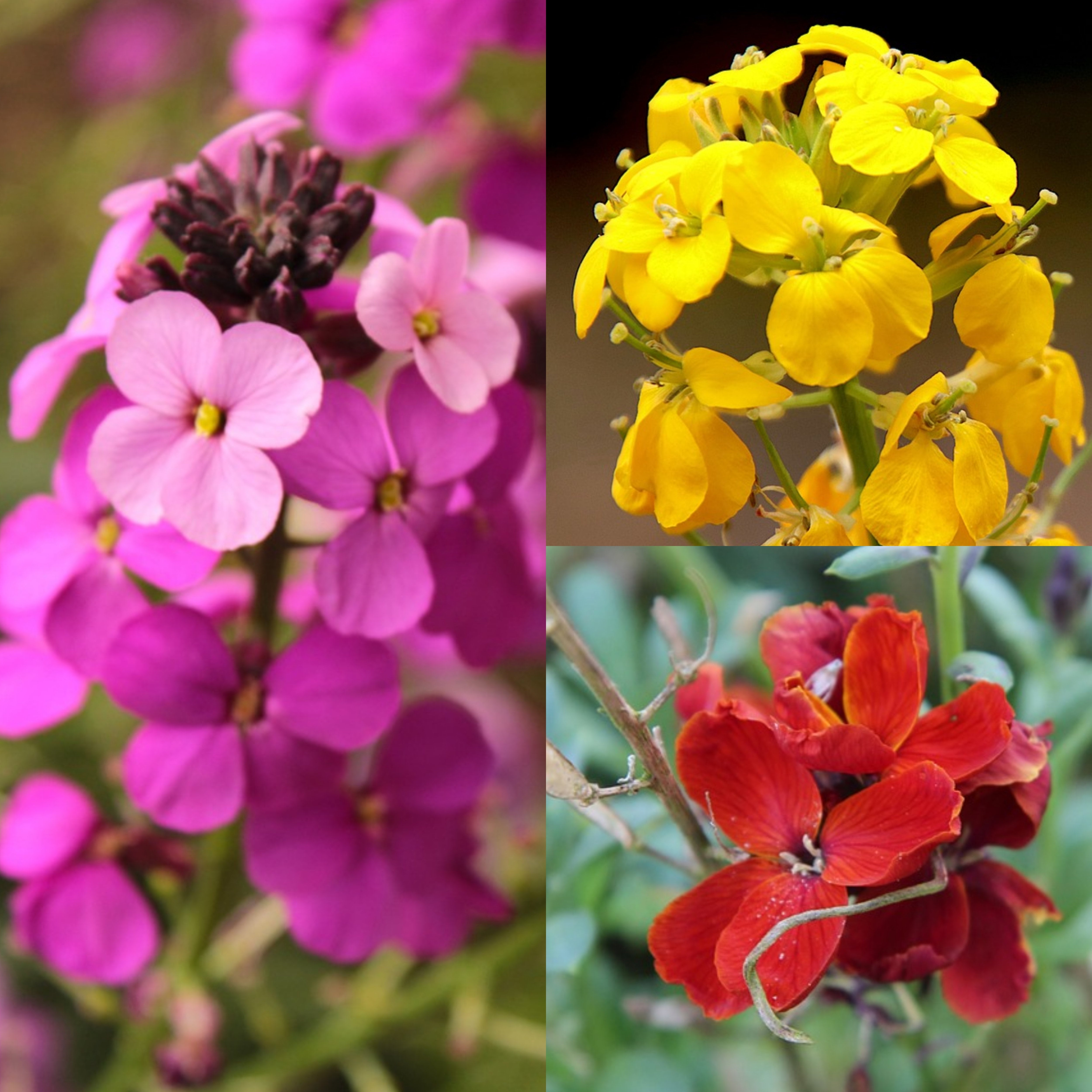 Mixed Color Wallflower Seeds Canada, Erysimum Cheiri, Annual