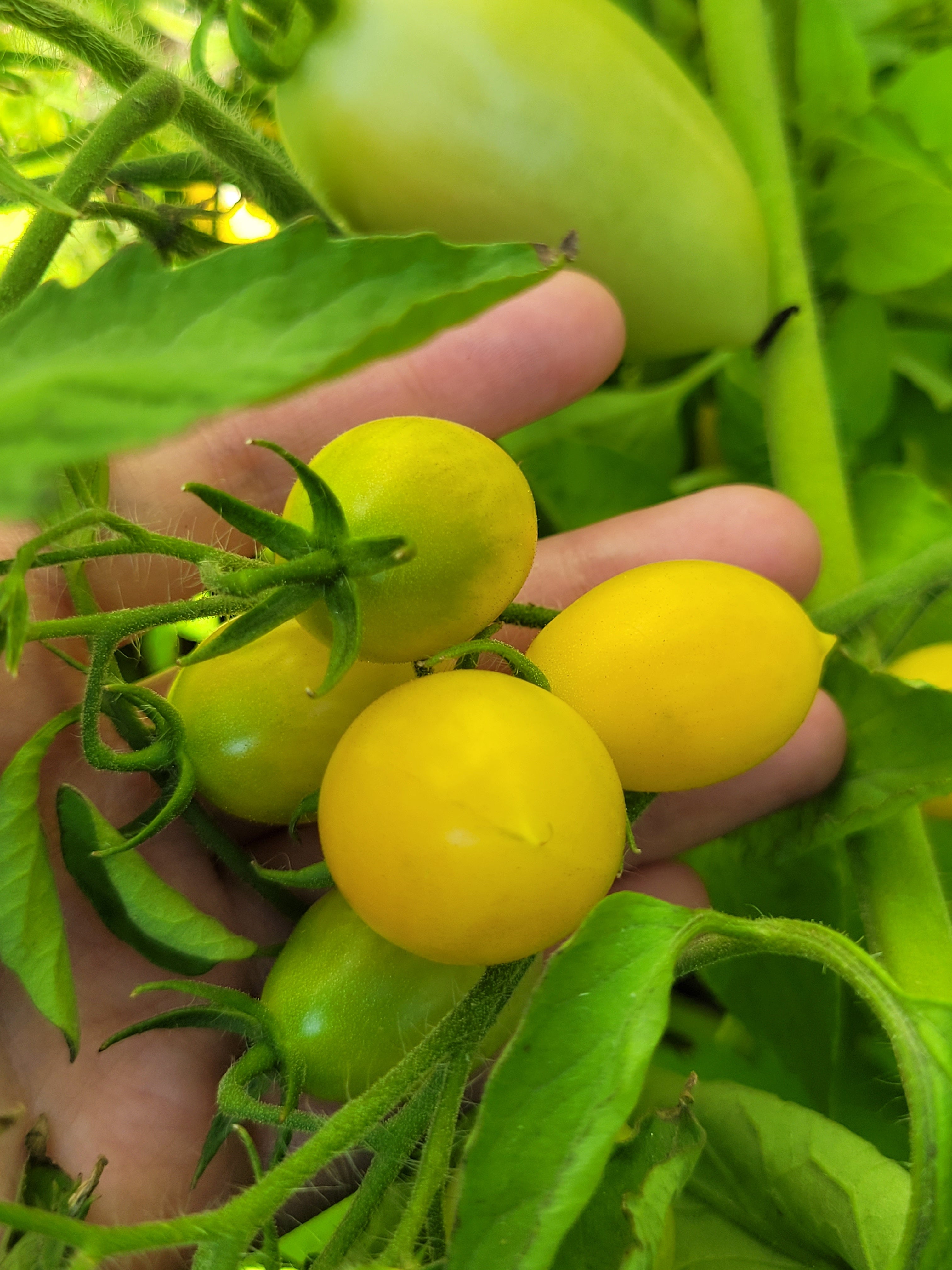 Barry's Crazy Cherry Tomato Seeds Canada | Prairie Seed Shop Canada