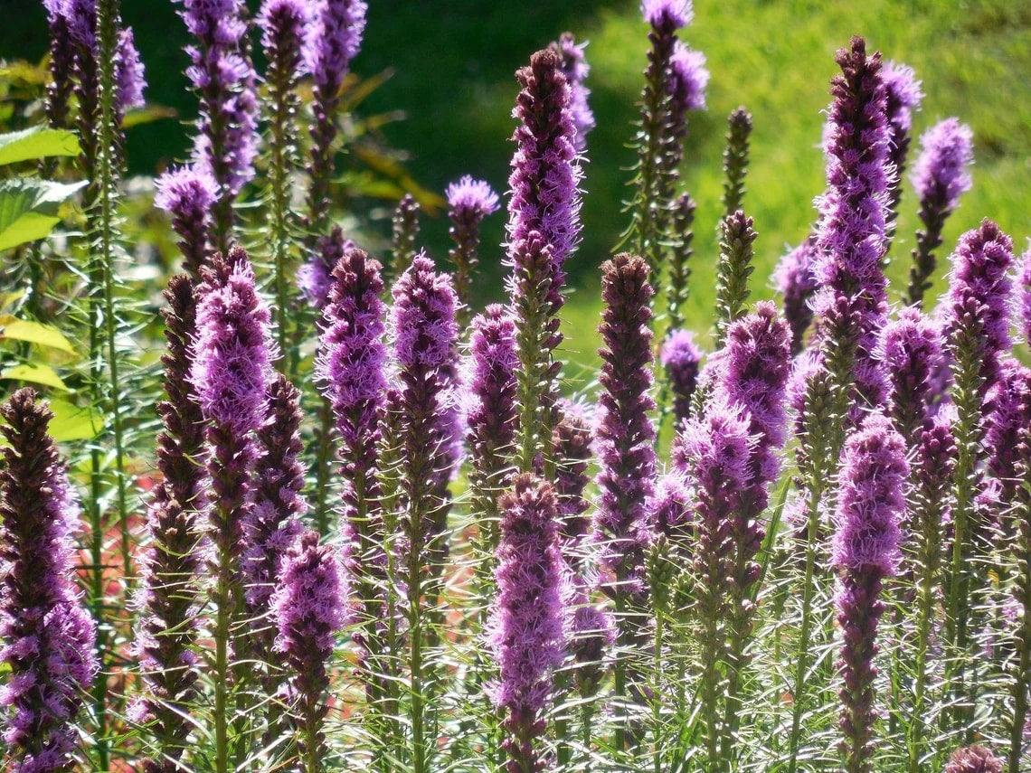 Liatris Spicata Seeds Canada, Blazing Star Indigenous Wild Flower