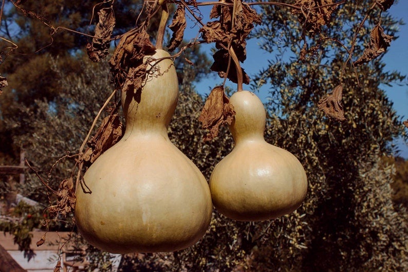 Birdhouse Gourd Vine Seeds Canada, Grow Your Own Bird House