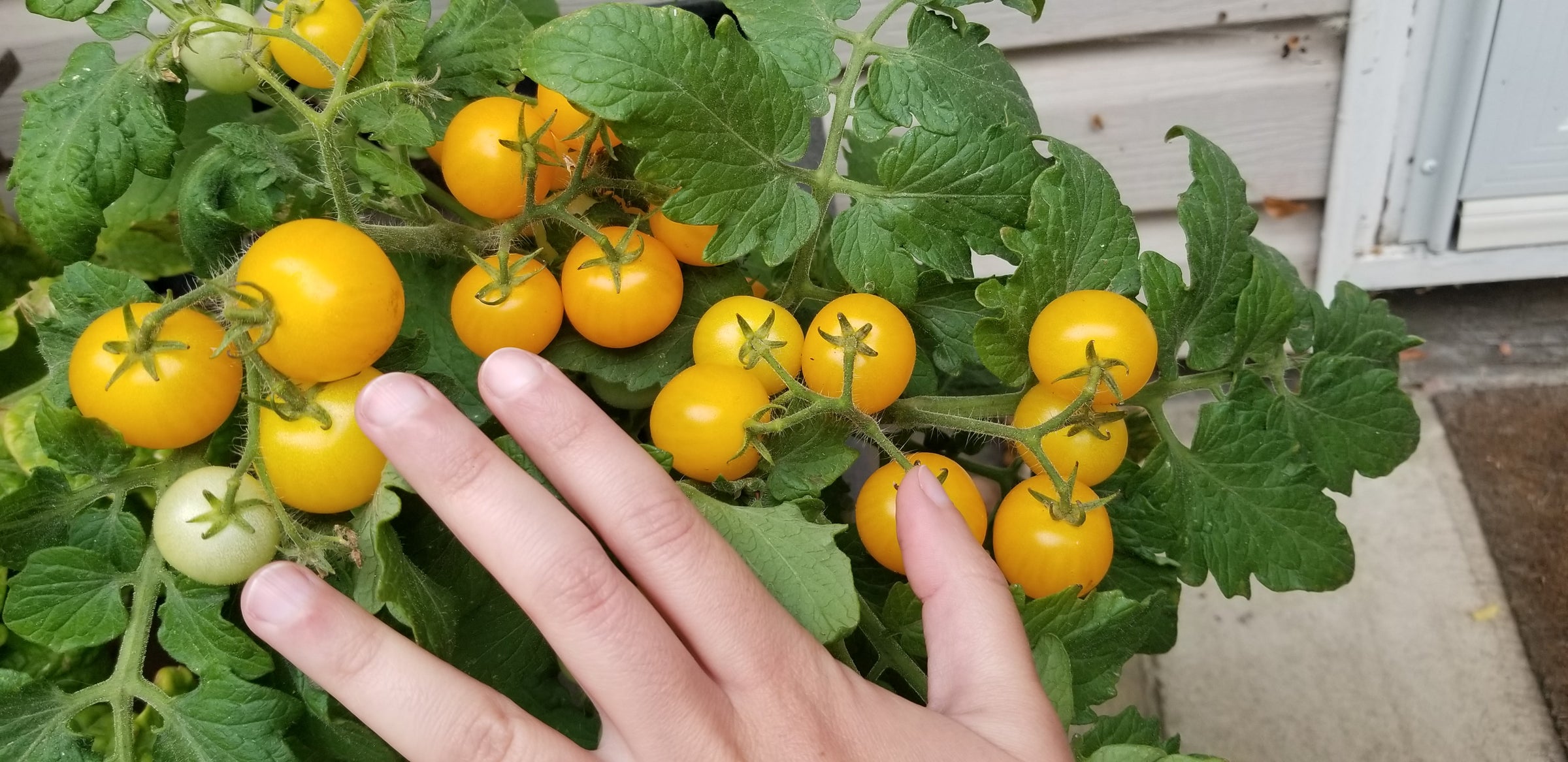 Yellow Aztek Micro Dwarf Cherry Tomato Seeds Canada, Indoor