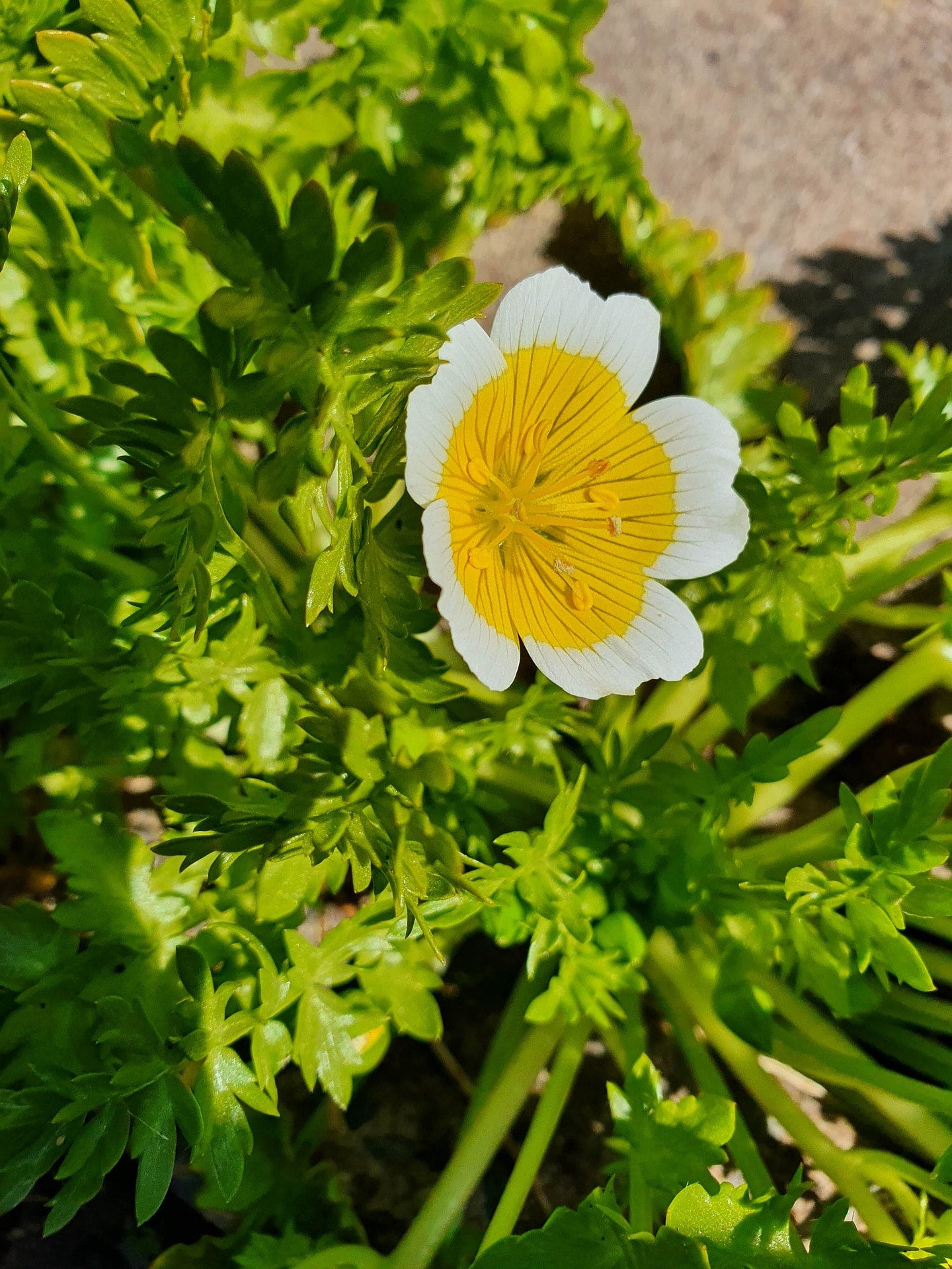 Rare Poached Egg Plant Seeds Canada, Limnanthes Douglasii Flower Seeds,  Douglas Meadowfoam Seeds, Annual Flower Seeds, Egg Flower | Prairie Seed  Shop Canada