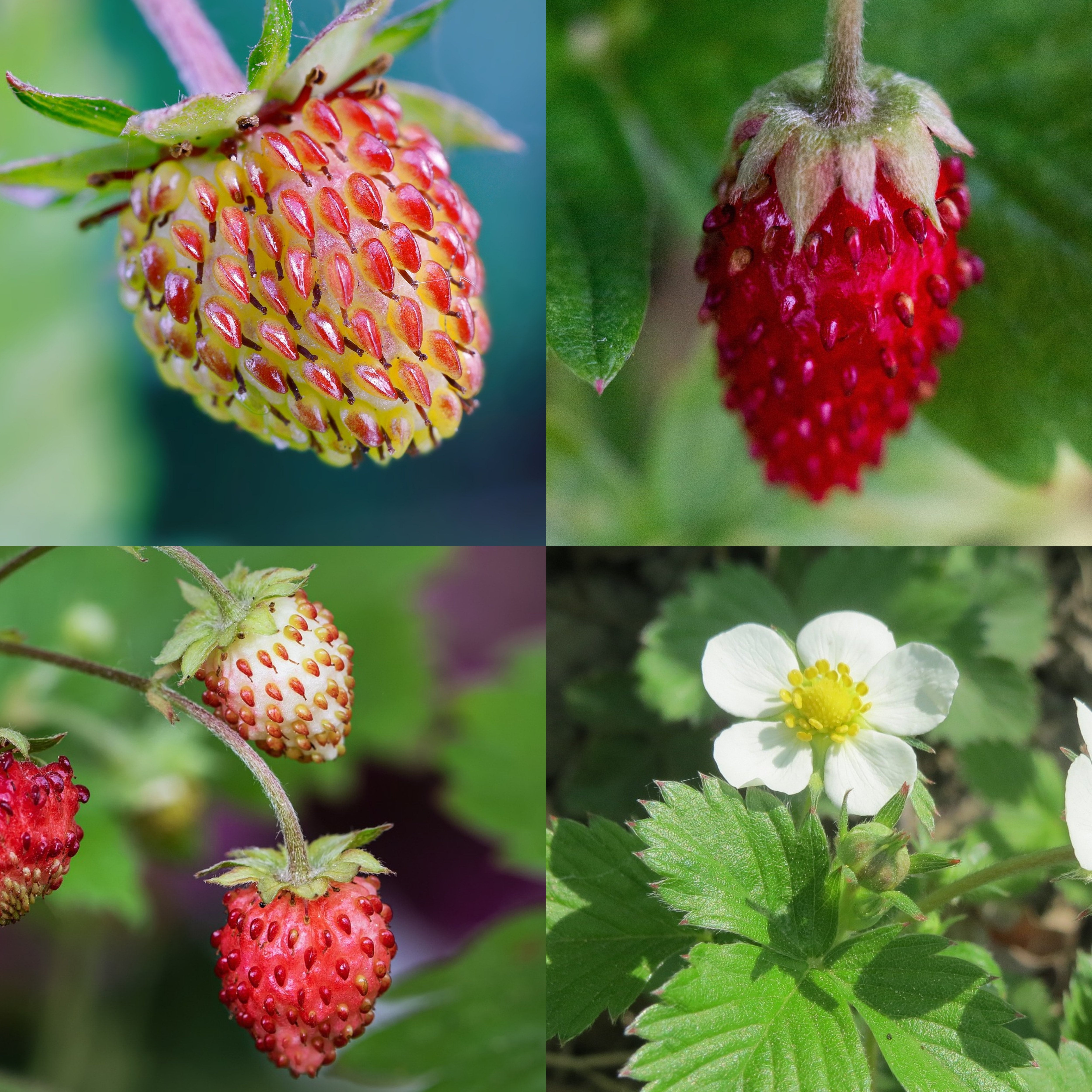 klubnika　 WILDStrawberry　5点 Rare White & Red WILD Strawberry Plant Seeds Blend, Fragaria Vesca