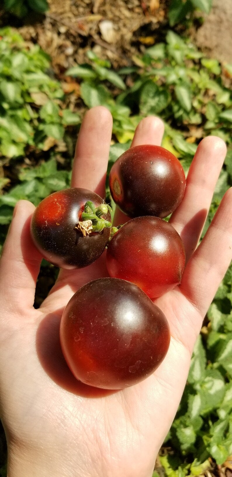 Blau Zimmertomate Micro Dwarf Tomato Seeds Canada, Determinate