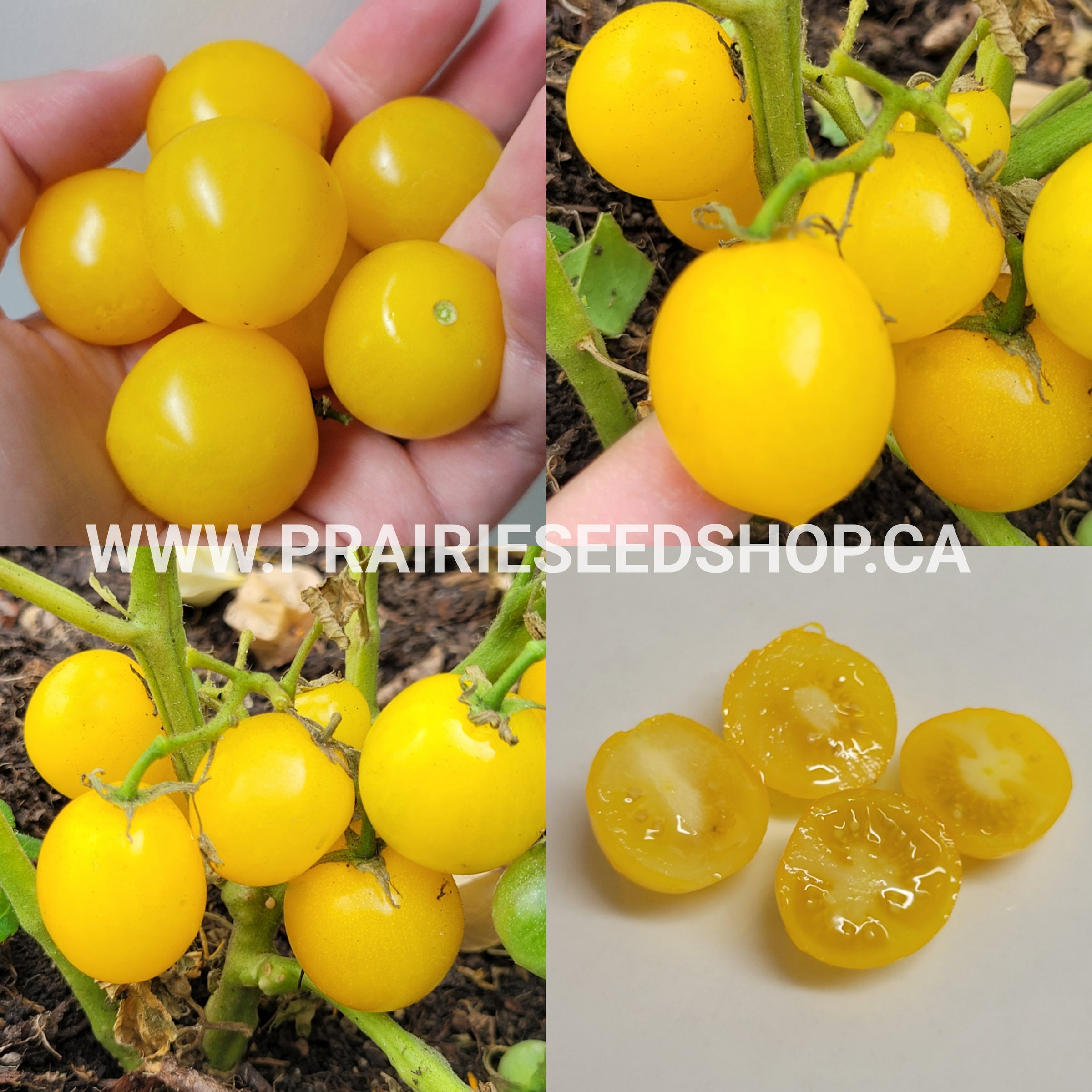 Hahms Gelbe Micro Dwarf Tomato Seeds, Rare Yellow Tiny Tomato