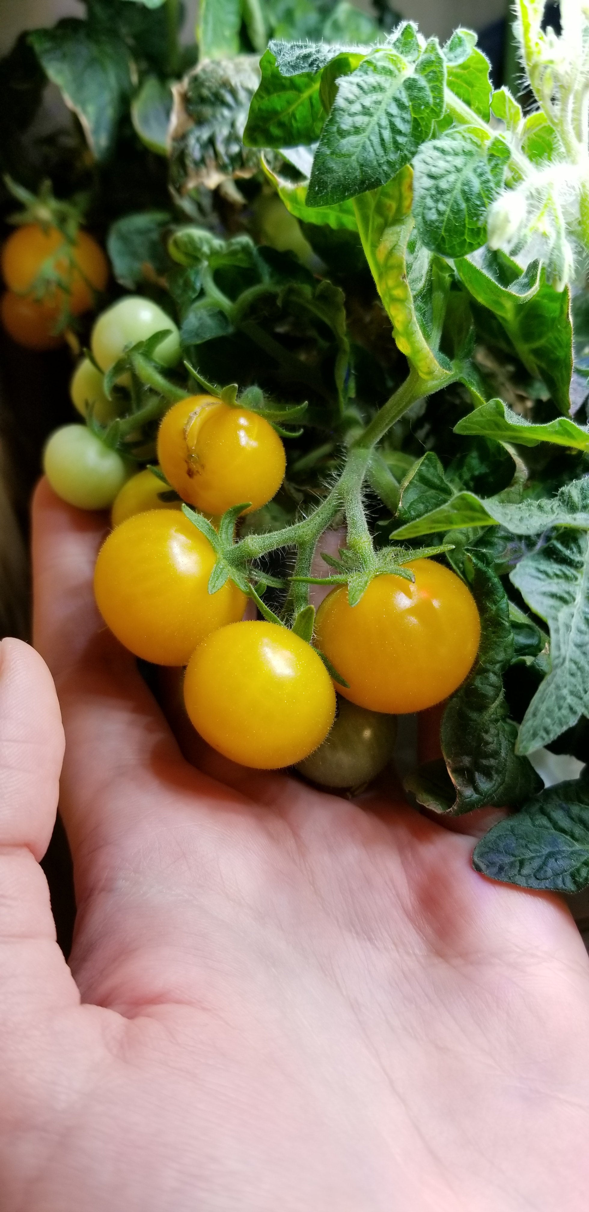 RARE Orange Hat Micro Dwarf Cherry Tomato Seeds Canada