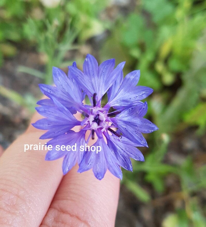 Mixed Color Bachelor Button Seeds Canada, Bachelor's Buttons