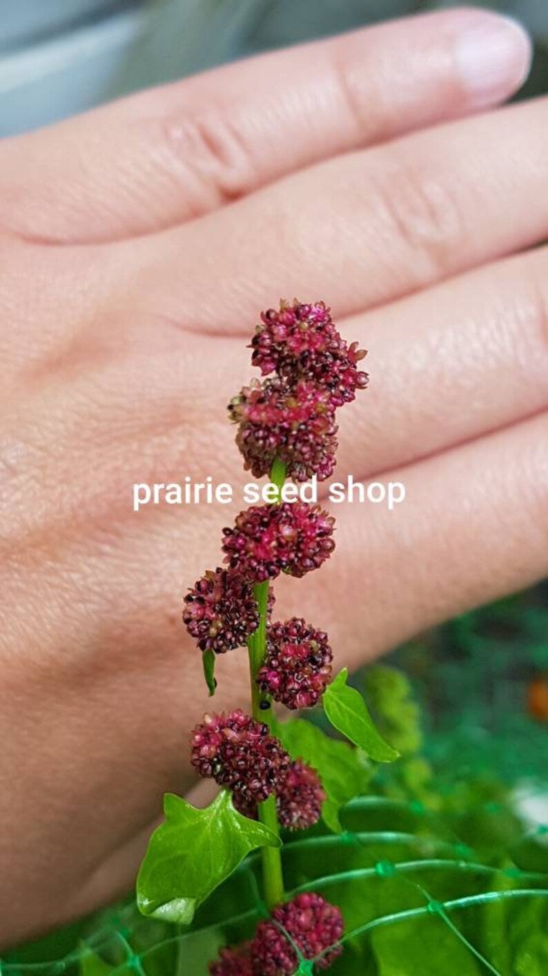 pepper seeds for planting Pot-a-Peño Pepper Seeds