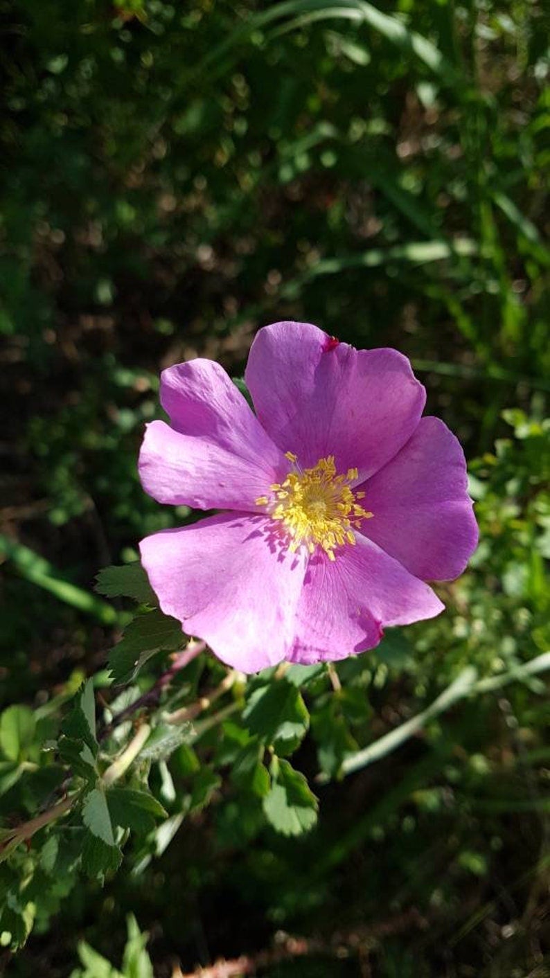 Prairie Rose Seeds Canada, Wild Rose Bush Seeds, Pink Rose Seeds
