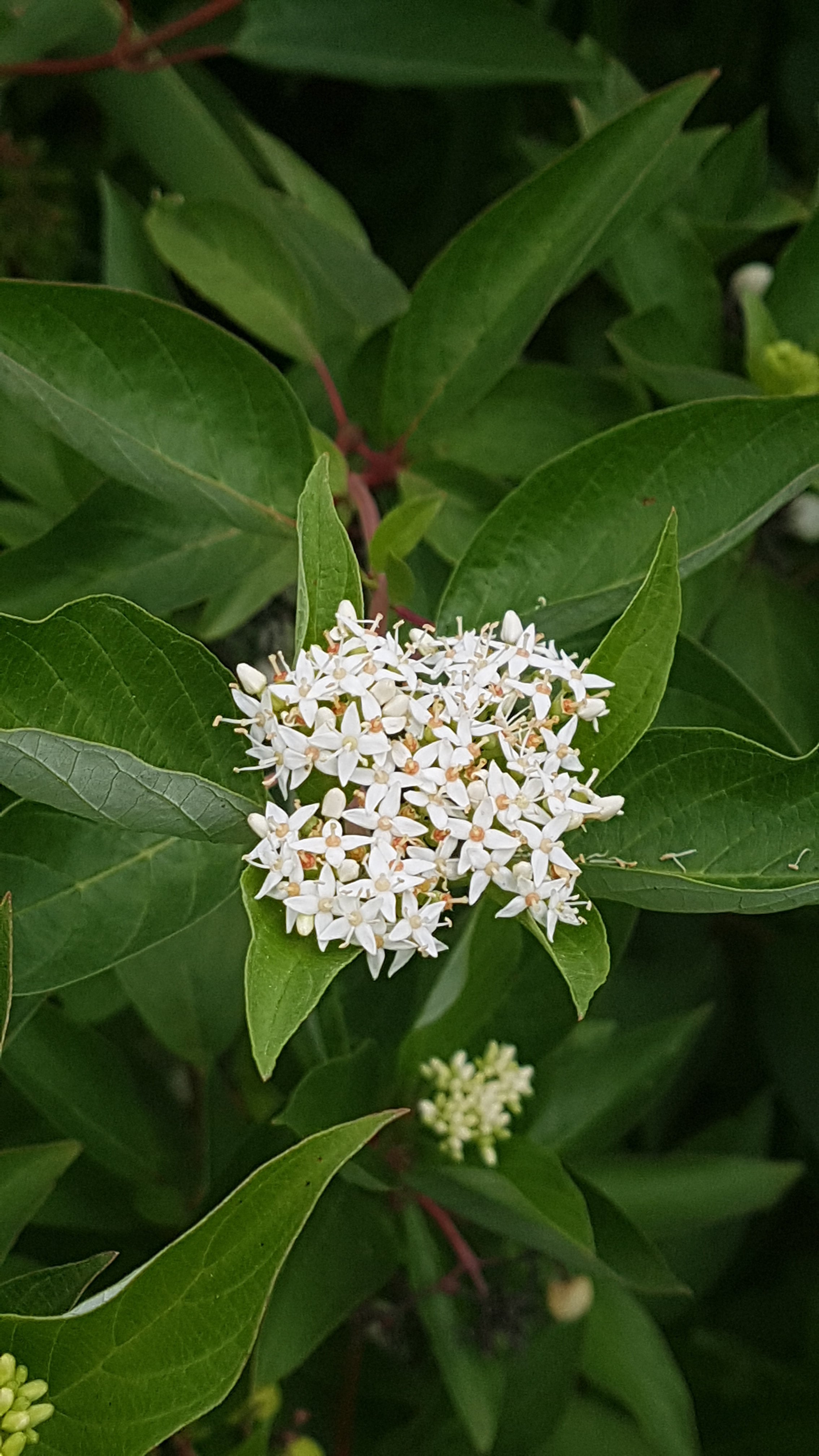 Red Osier Dogwood Seeds Canada, Ornamental Bush Shrub Hedge, White ...