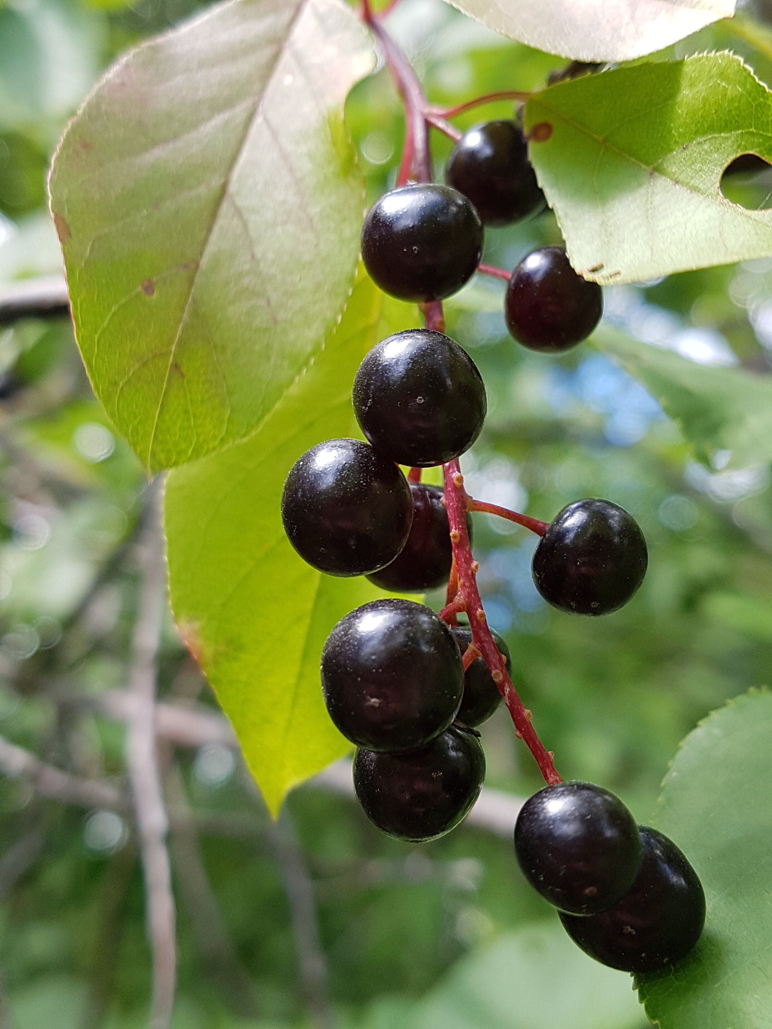 Choke Cherry Tree Seeds Canada Grown, Hardy Perennial White Flower