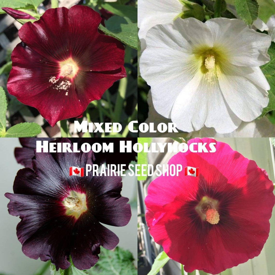 Mixed Color Hollyhock Hardy Perennial Flower Seeds, Rainbow Mix Heirloom  Alcea Rosea