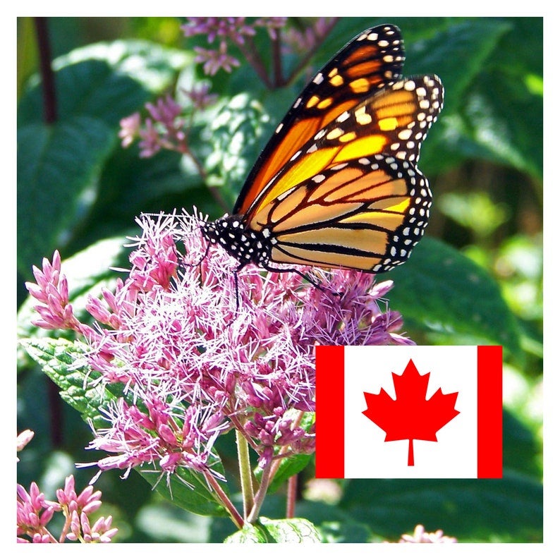 3dRose Monarch Butterfly & Pink Milkweed Ceramic Tile - 4x4 Inch Decorative Tile For Backsplash & Accents