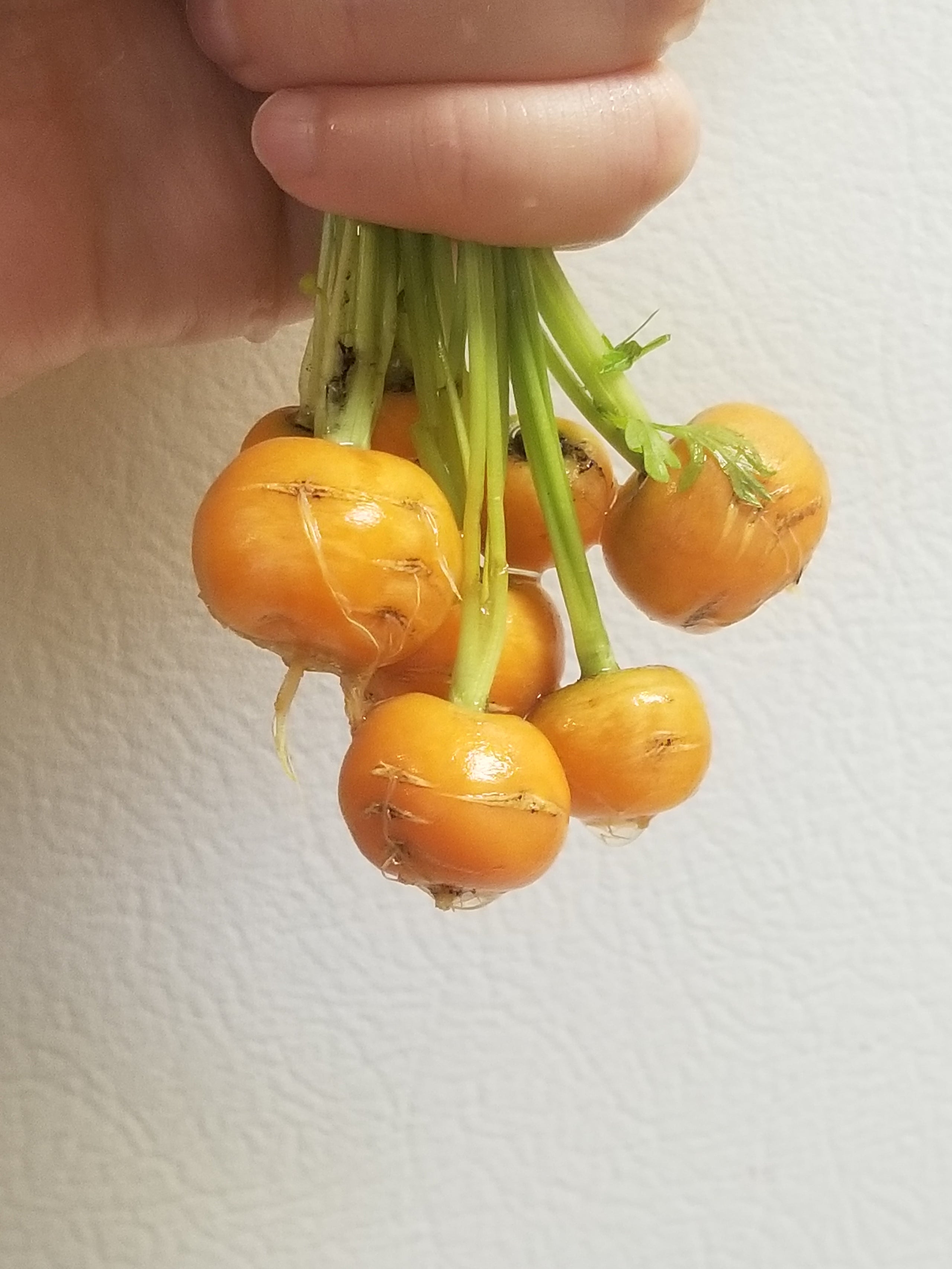 Round Carrot Seeds Canada, Circular Ball Root Vegetable, Indoor