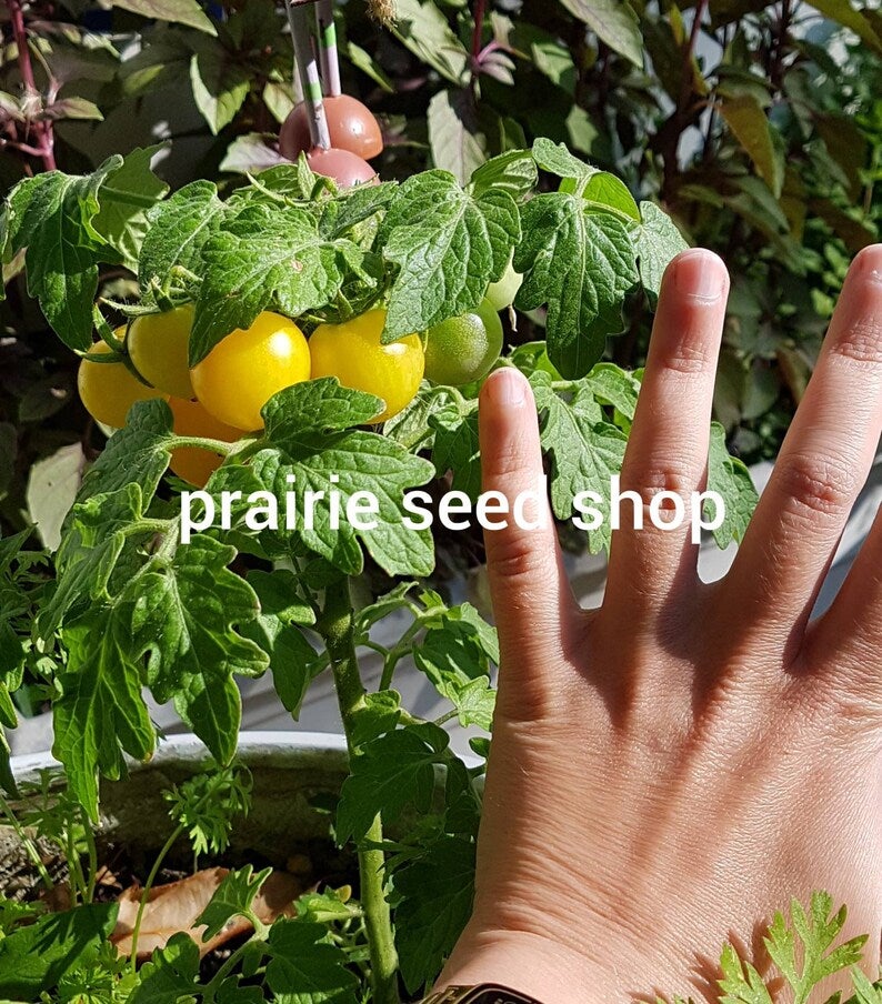 Yellow Canary Micro Dwarf Cherry Tomato Seeds Canada, Indoor Hydroponic