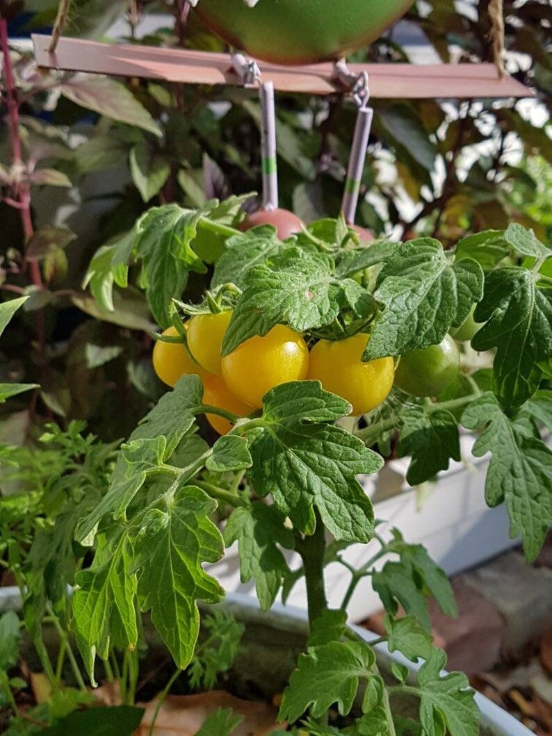 Container Vegetable Seeds 25 Dwarf Bonsai Tomato Seeds - Indoor Yellow Vegetable Gardening Basil Seeds
