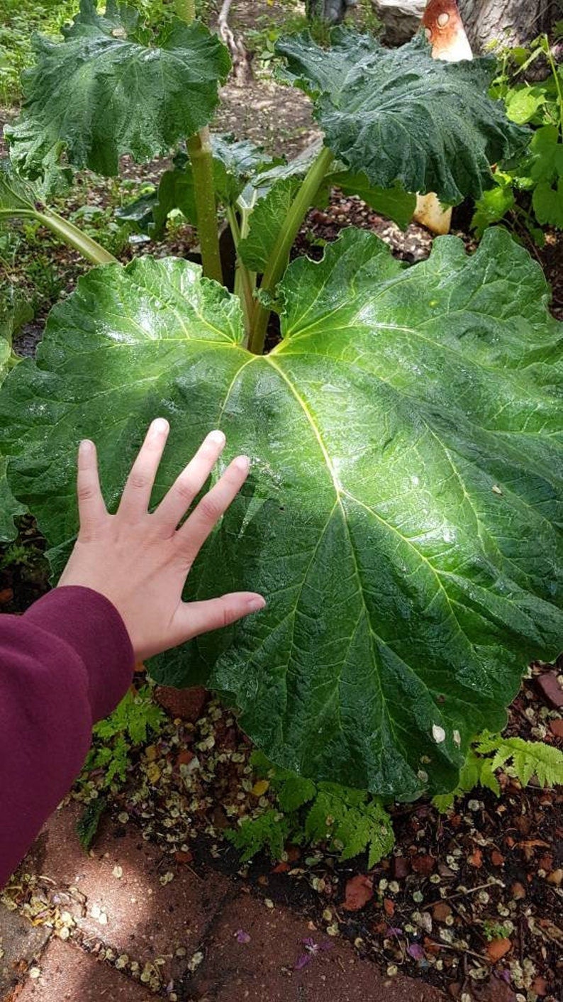 giant-rhubarb-seeds-canada-hardy-heirloom-perennial-edible-fruit